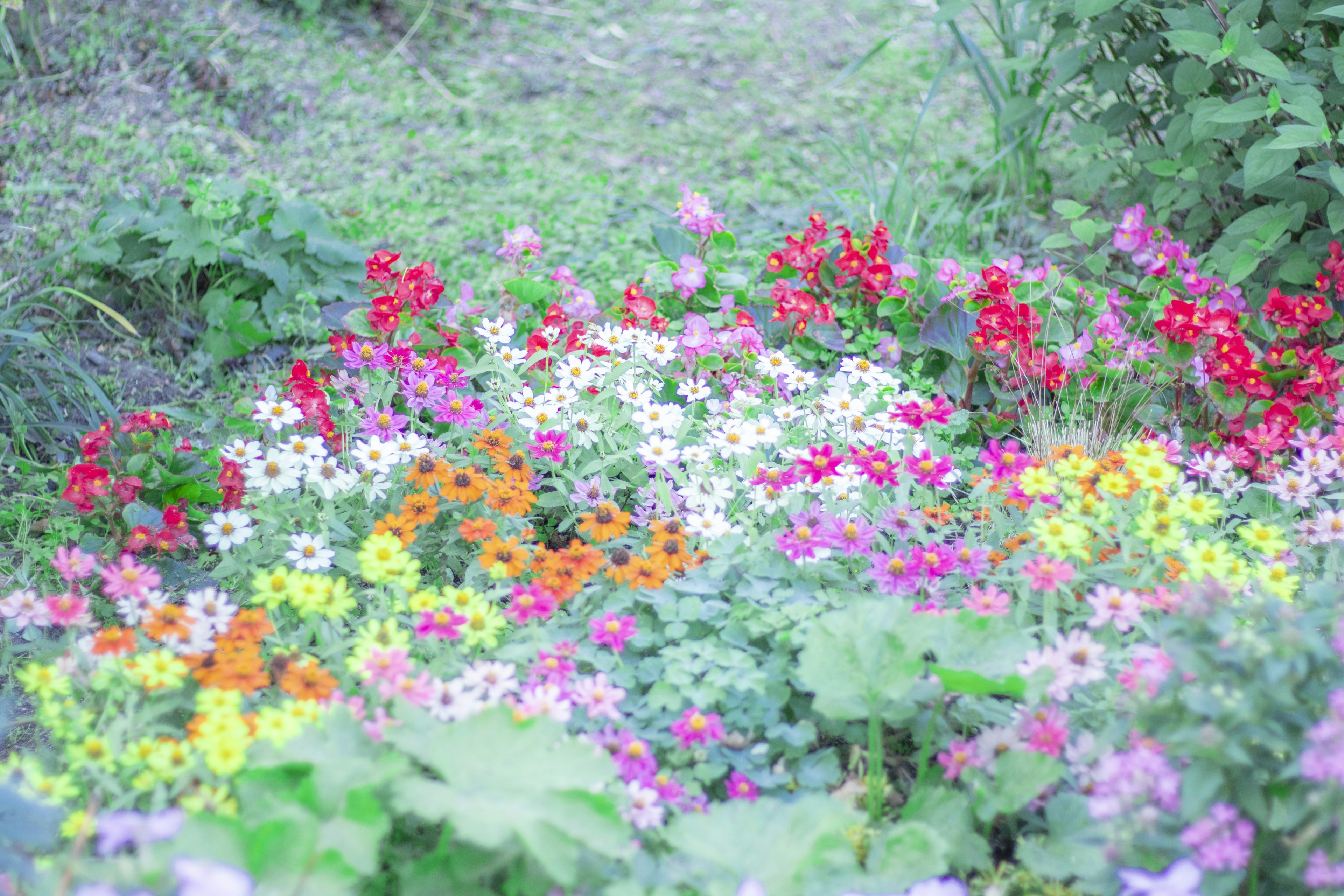 Flores coloridas floreciendo en un jardín