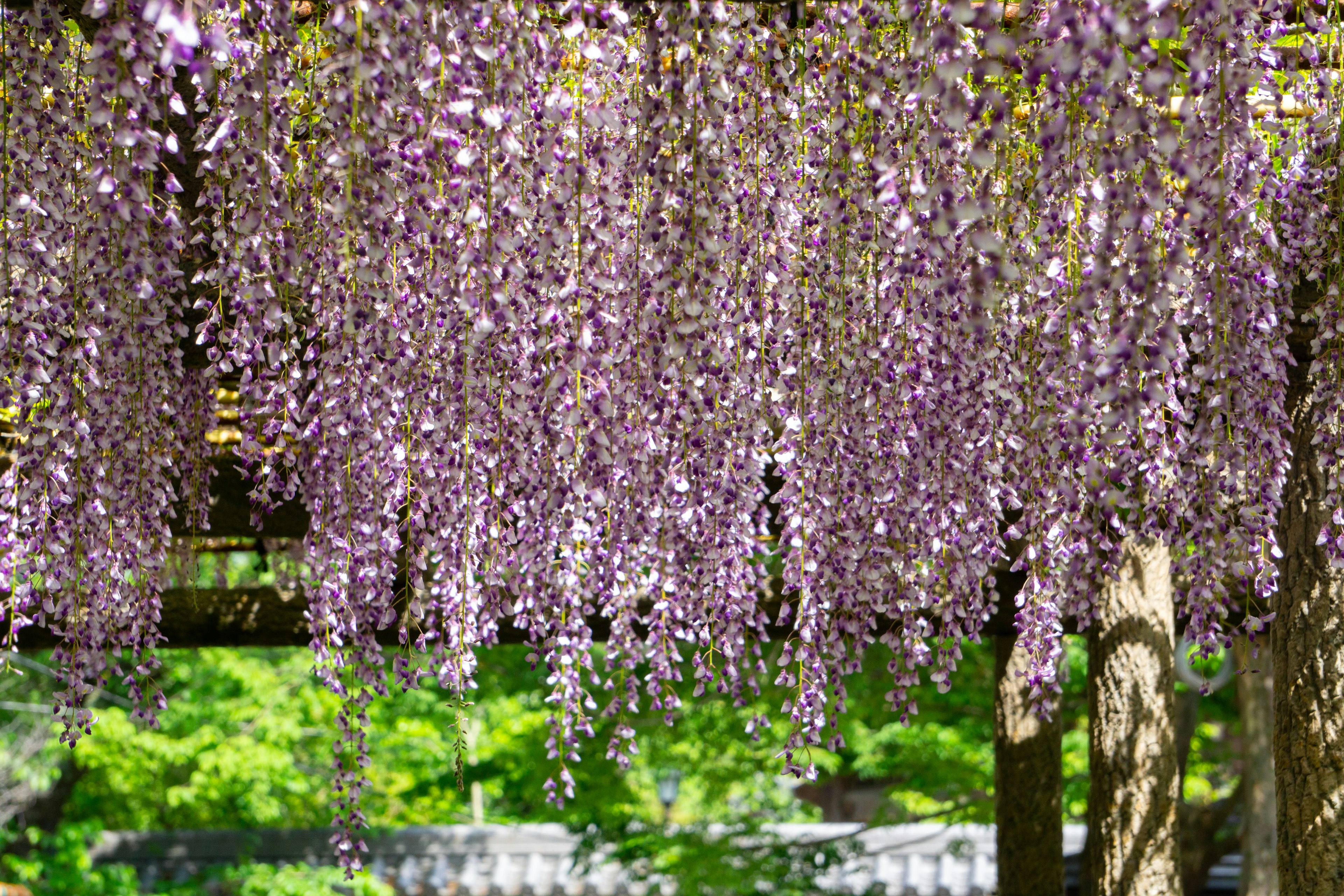 Vue magnifique de fleurs de glycine violettes en cascade