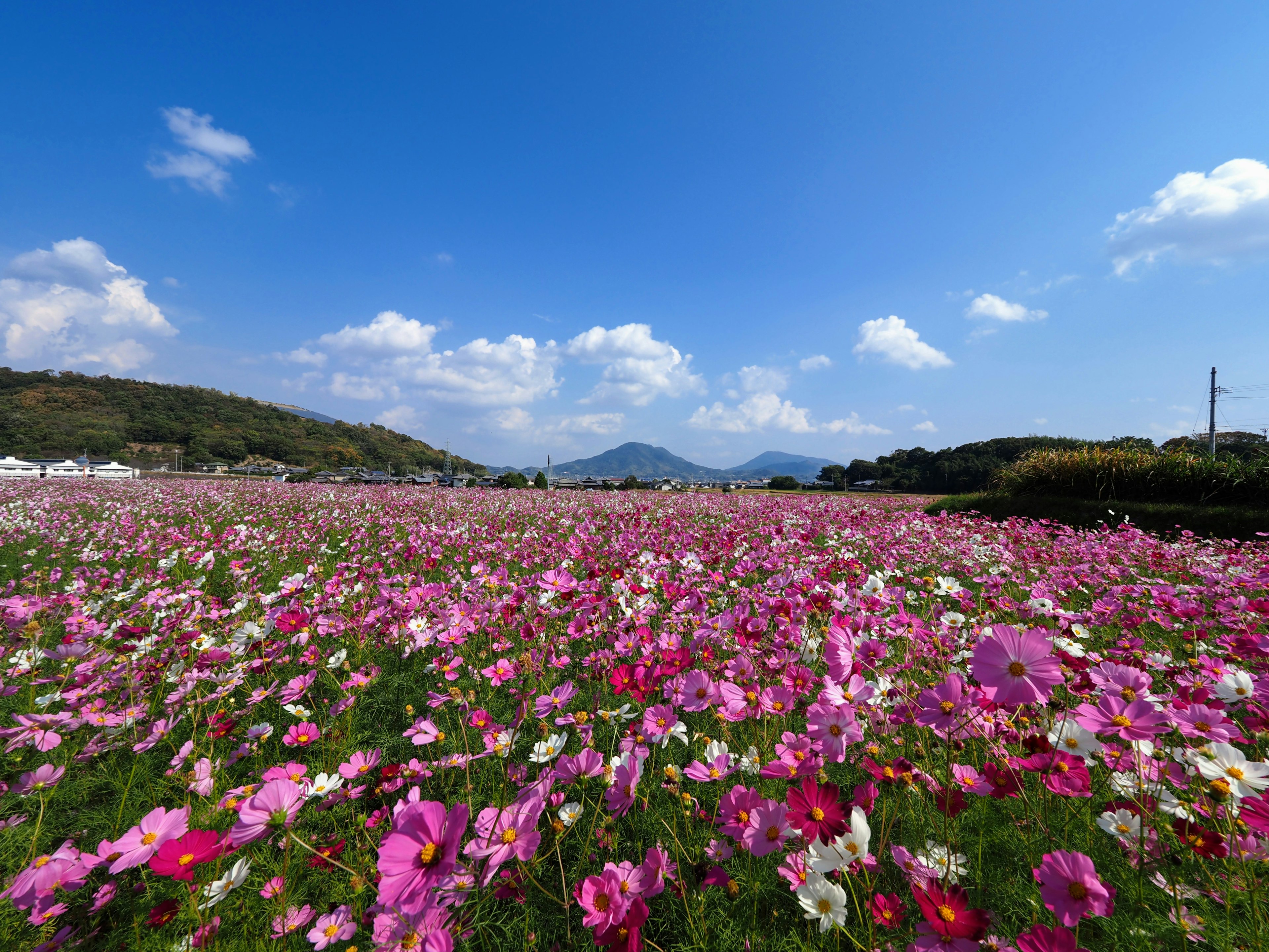 ทุ่งโคซโมสสีสันสดใสใต้ท้องฟ้าสีฟ้าใส