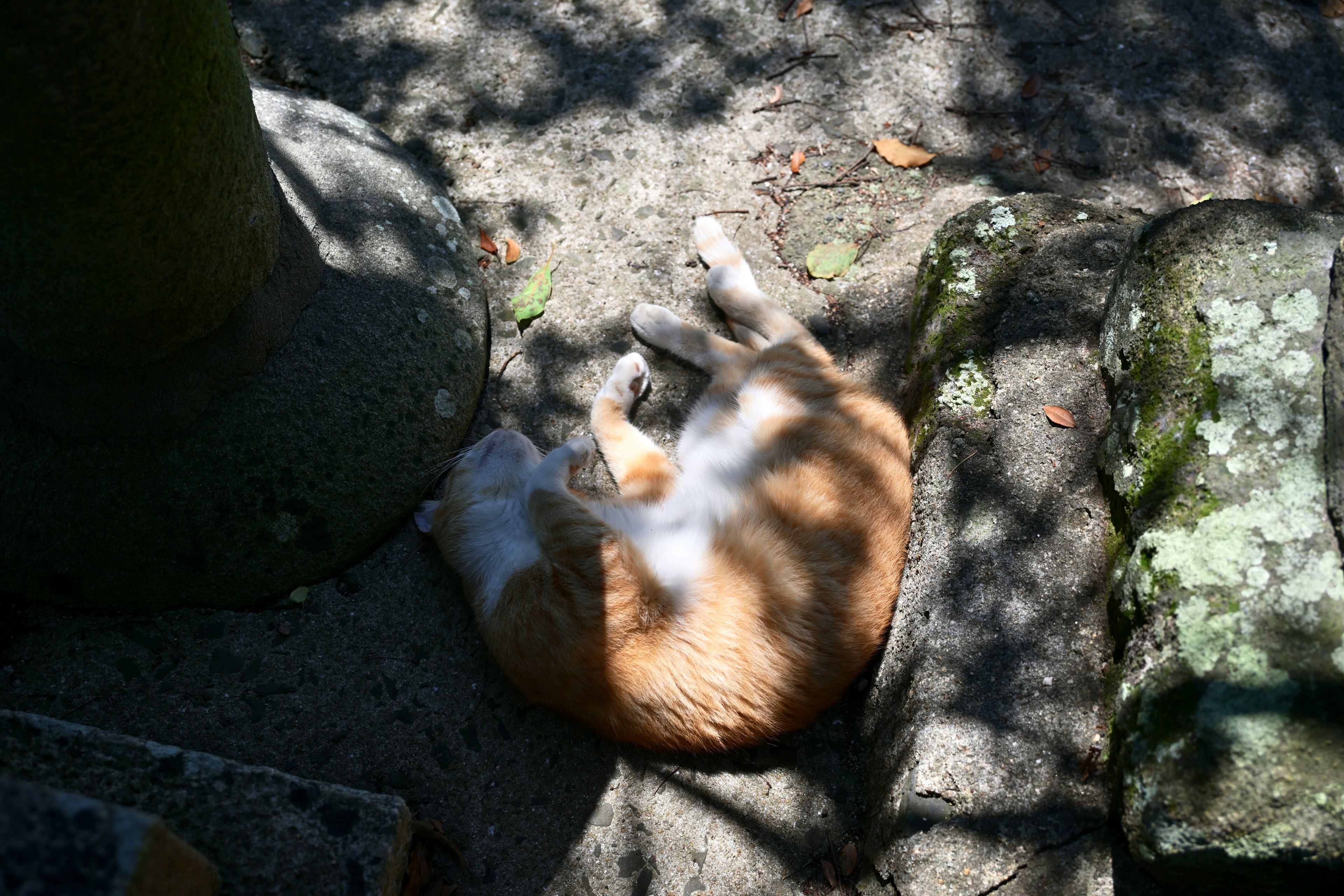 Eine eingerollte orange Katze ruht im gefleckten Sonnenlicht