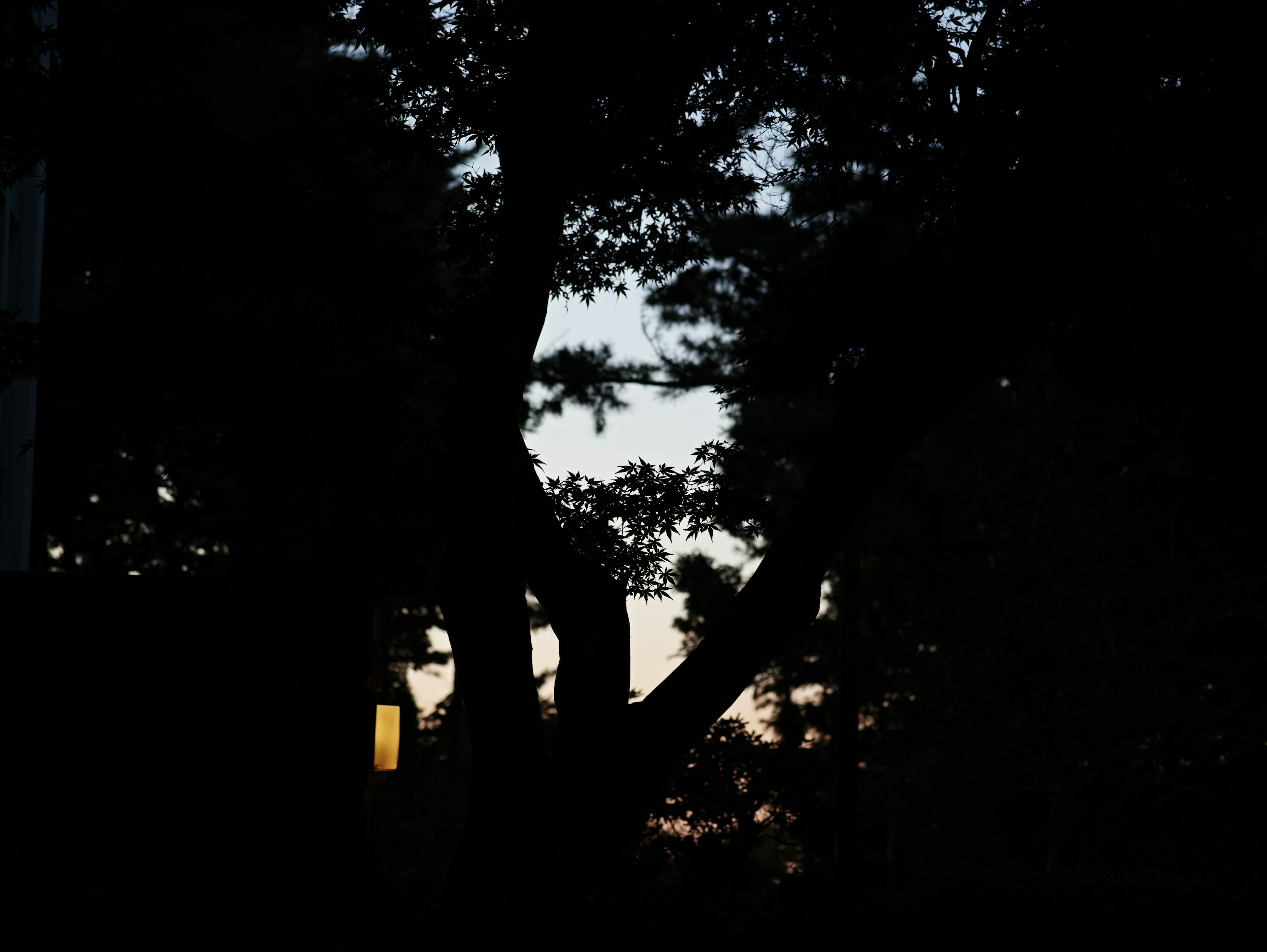 Silhouette von Bäumen in der Dämmerung mit schwachem Licht aus einem Fenster