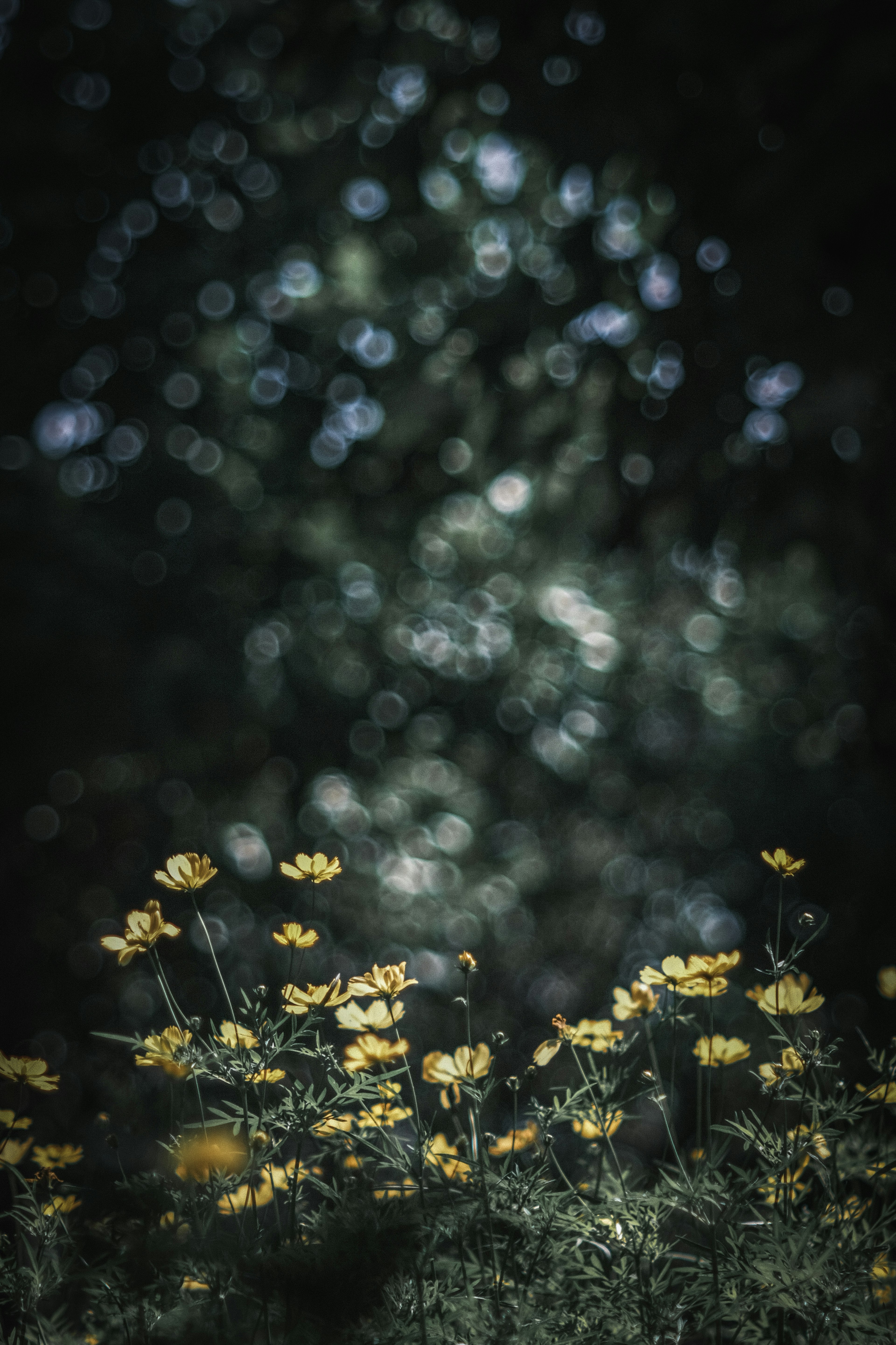 Ein Foto von gelben Blumen vor einem dunklen verschwommenen Hintergrund