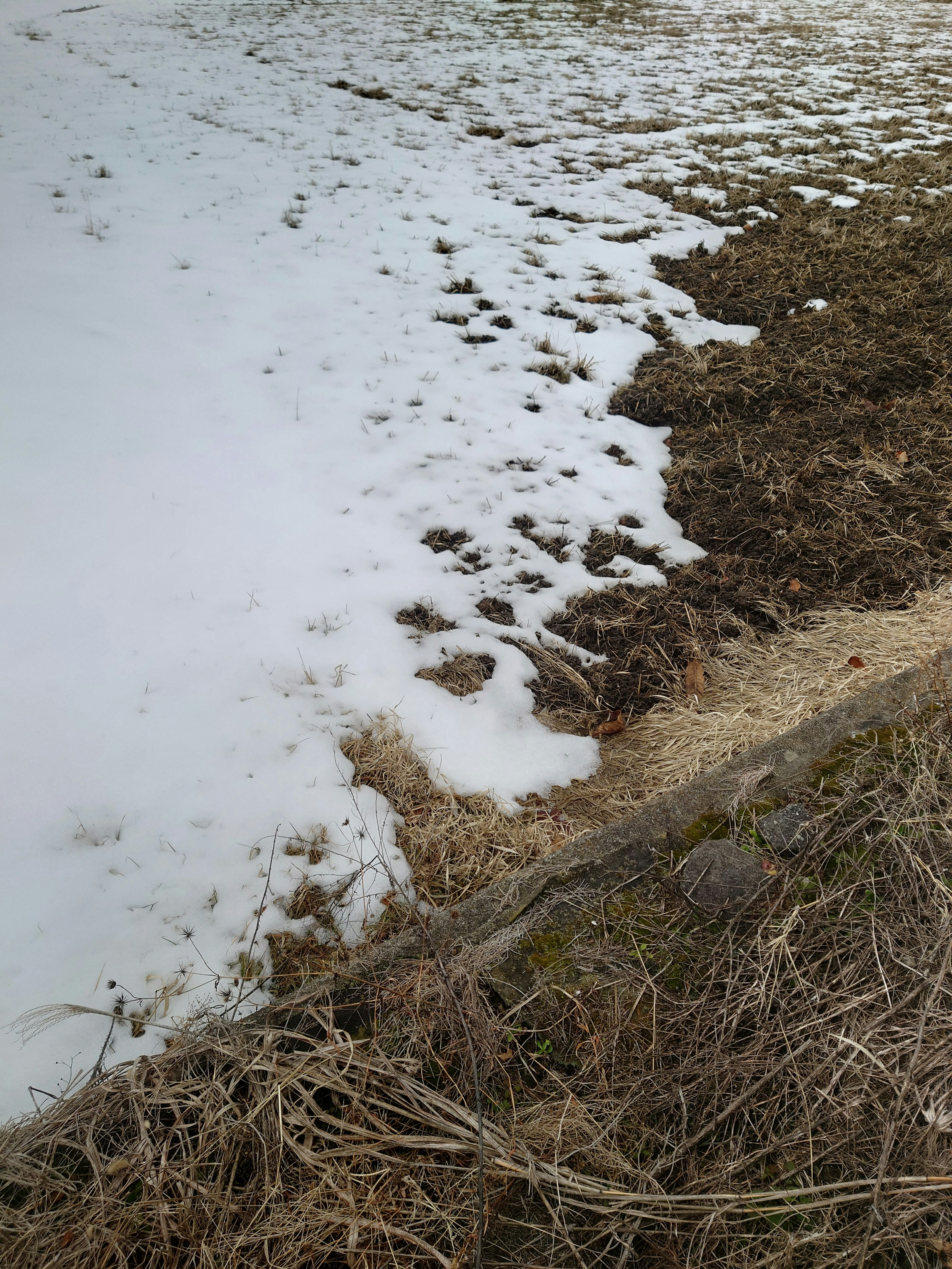 Paysage montrant la frontière entre la neige et le sol avec de l'herbe sèche