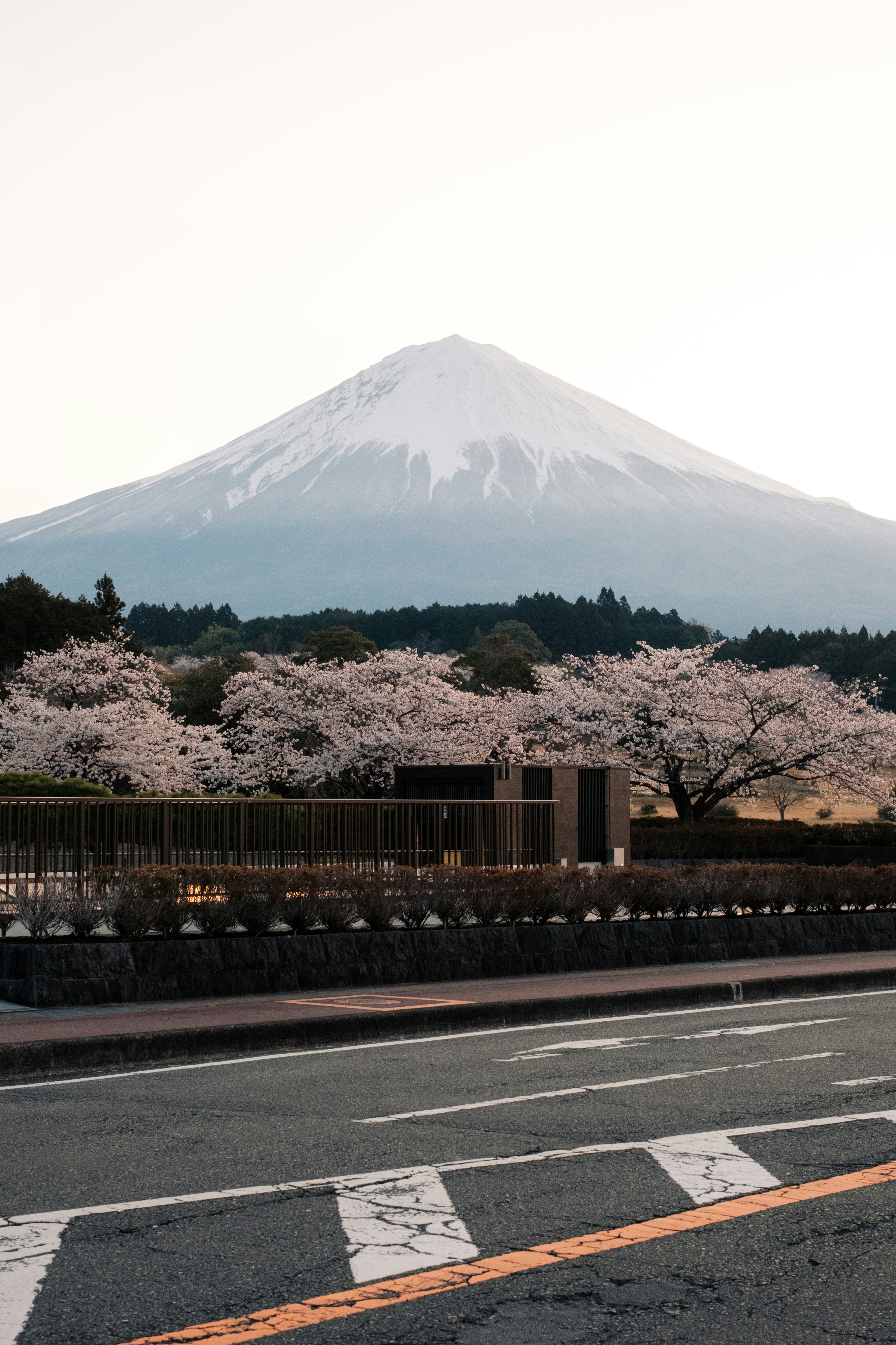 Scenic view of Mount Fuji with cherry blossom trees