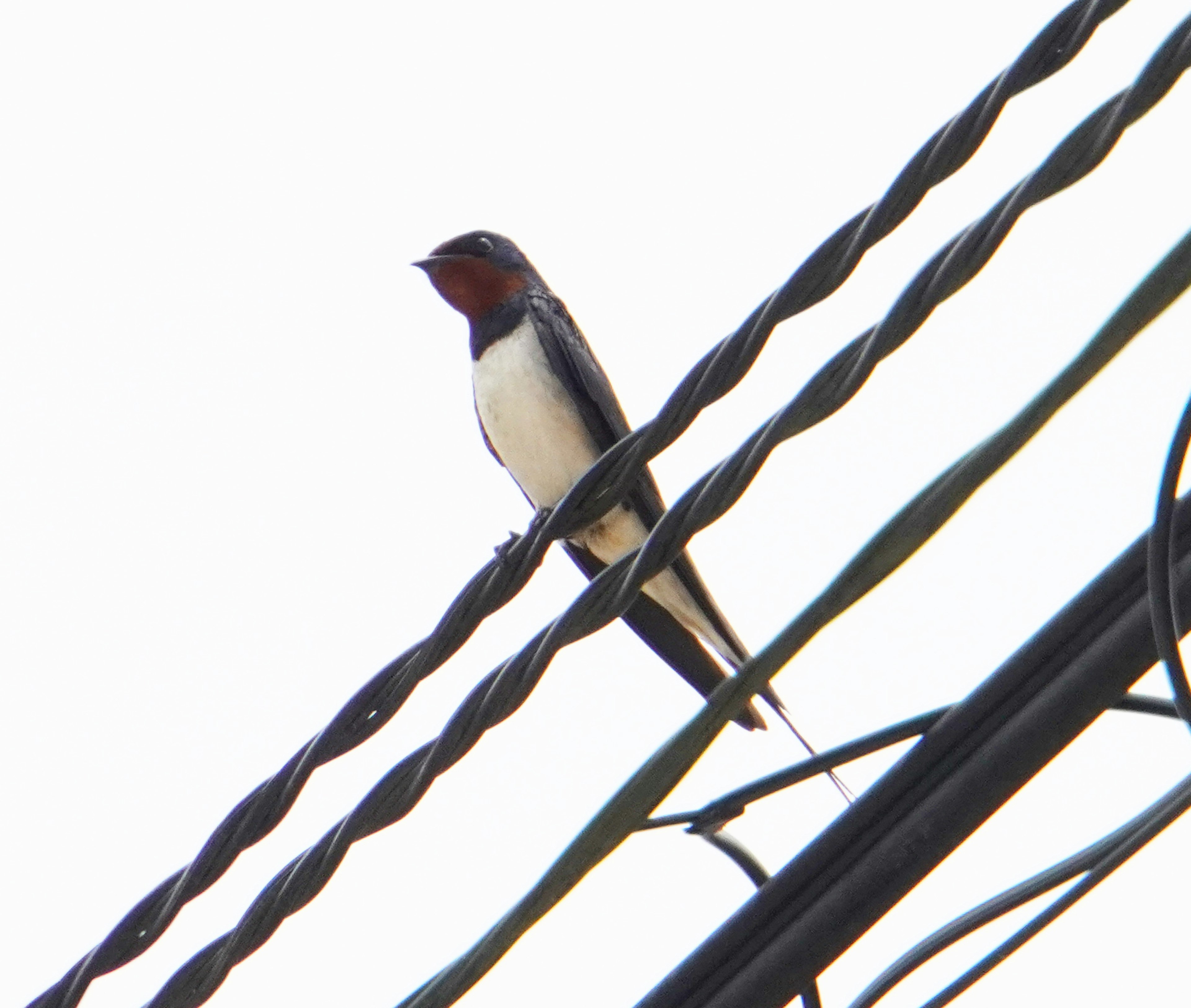 A swallow perched on a power line