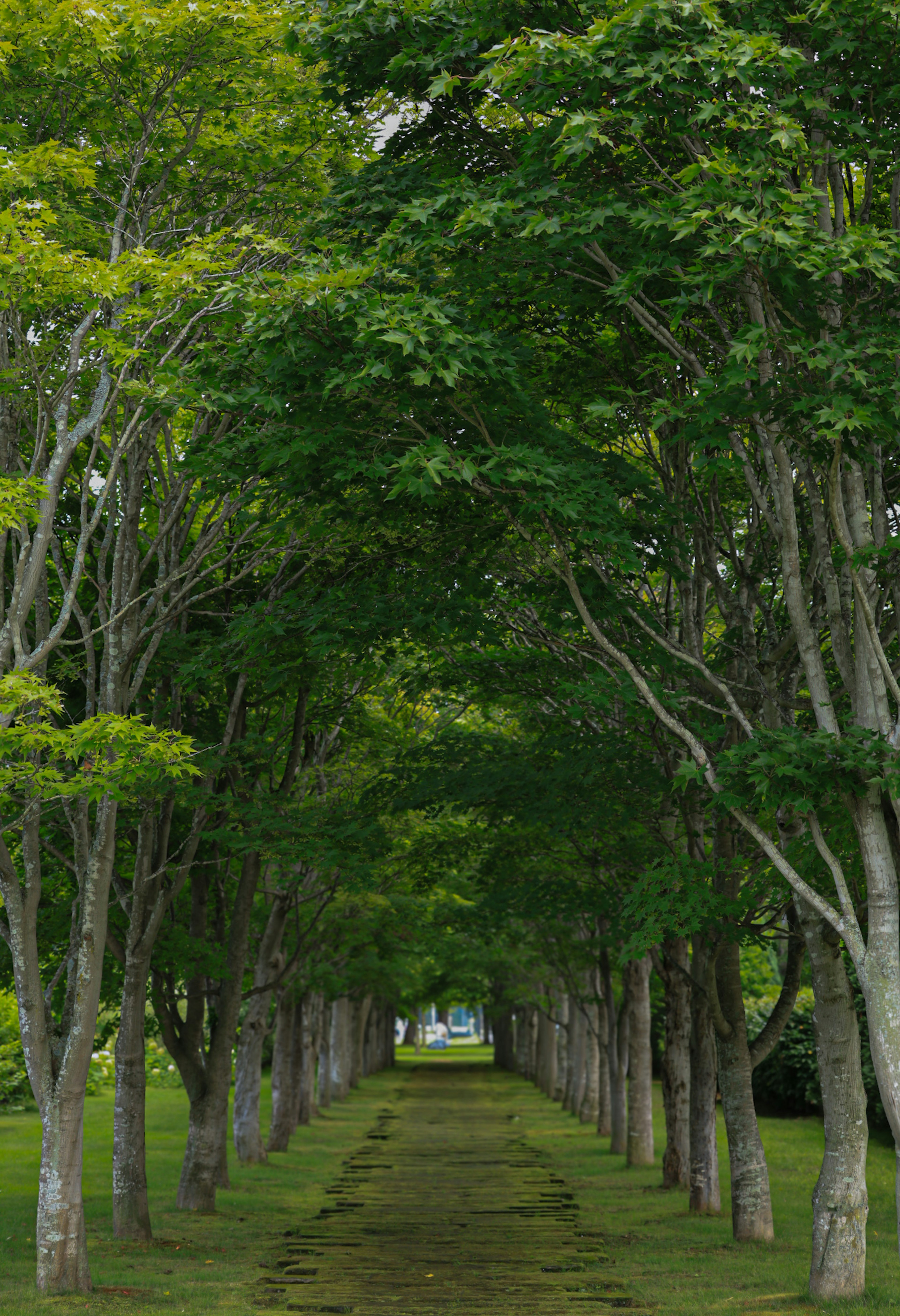 A scenic pathway flanked by lush green trees