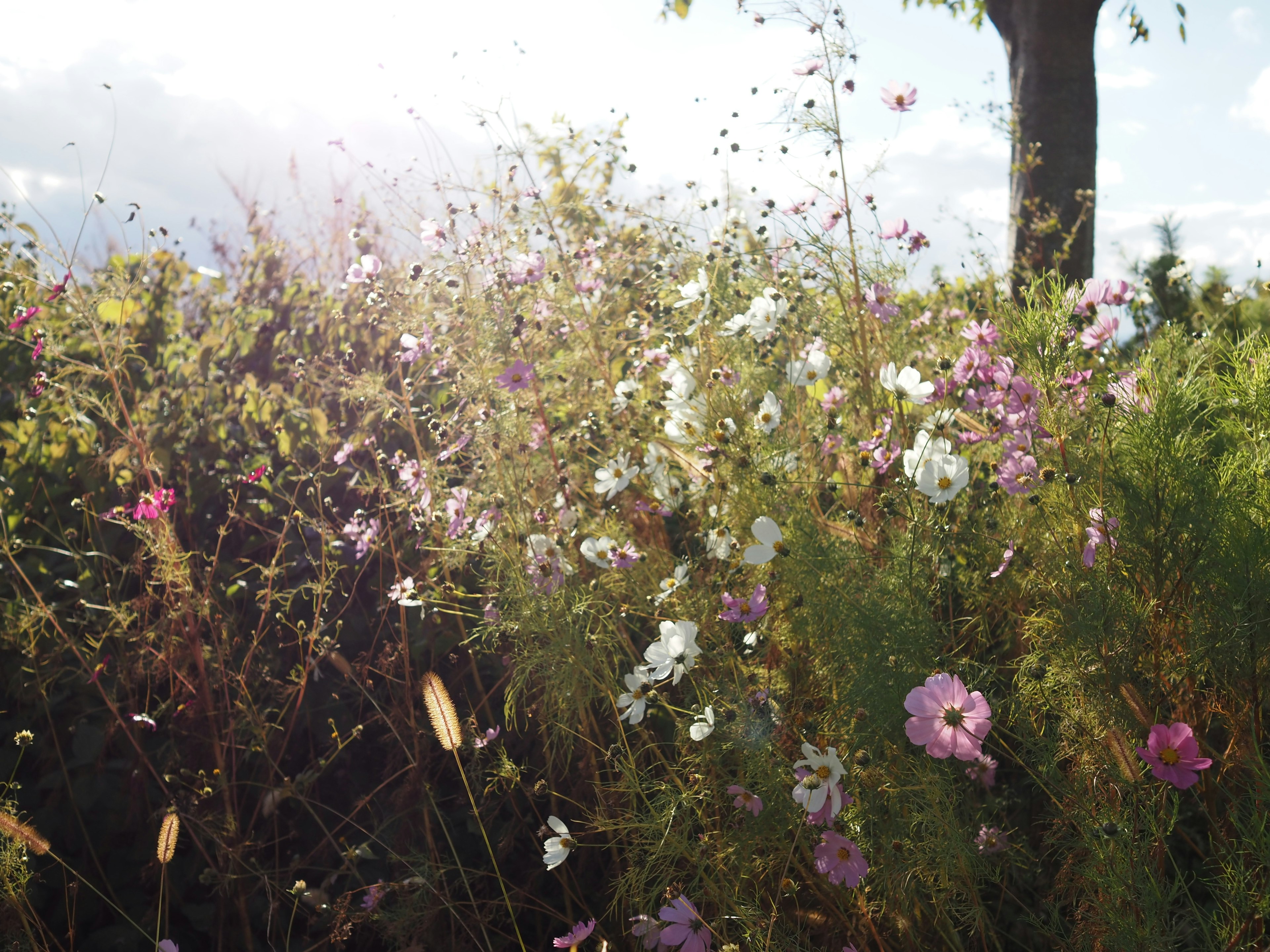 Bunte Blumen blühen in einer natürlichen Landschaft mit hellem Sonnenlicht