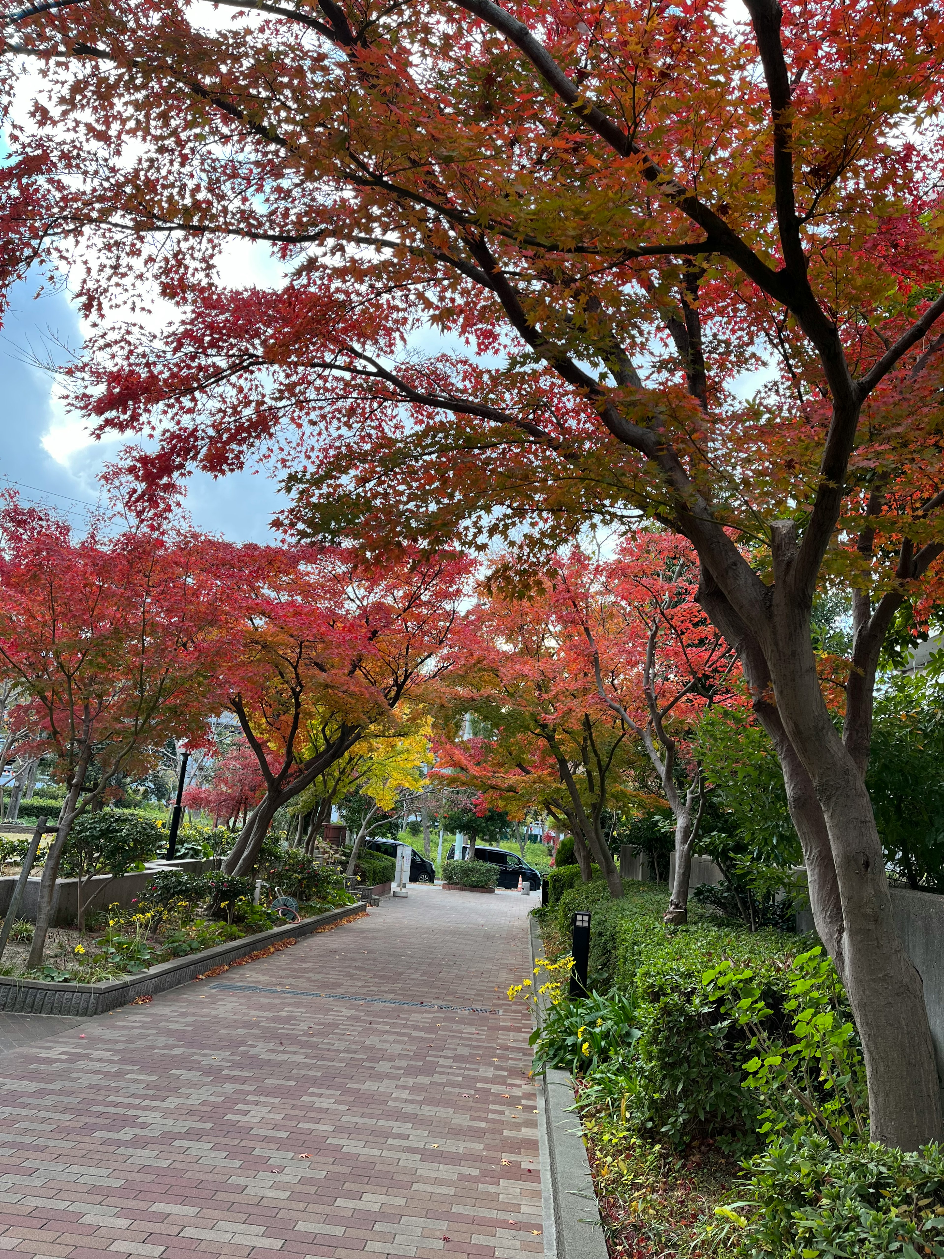 紅葉した木々が並ぶ公園の小道