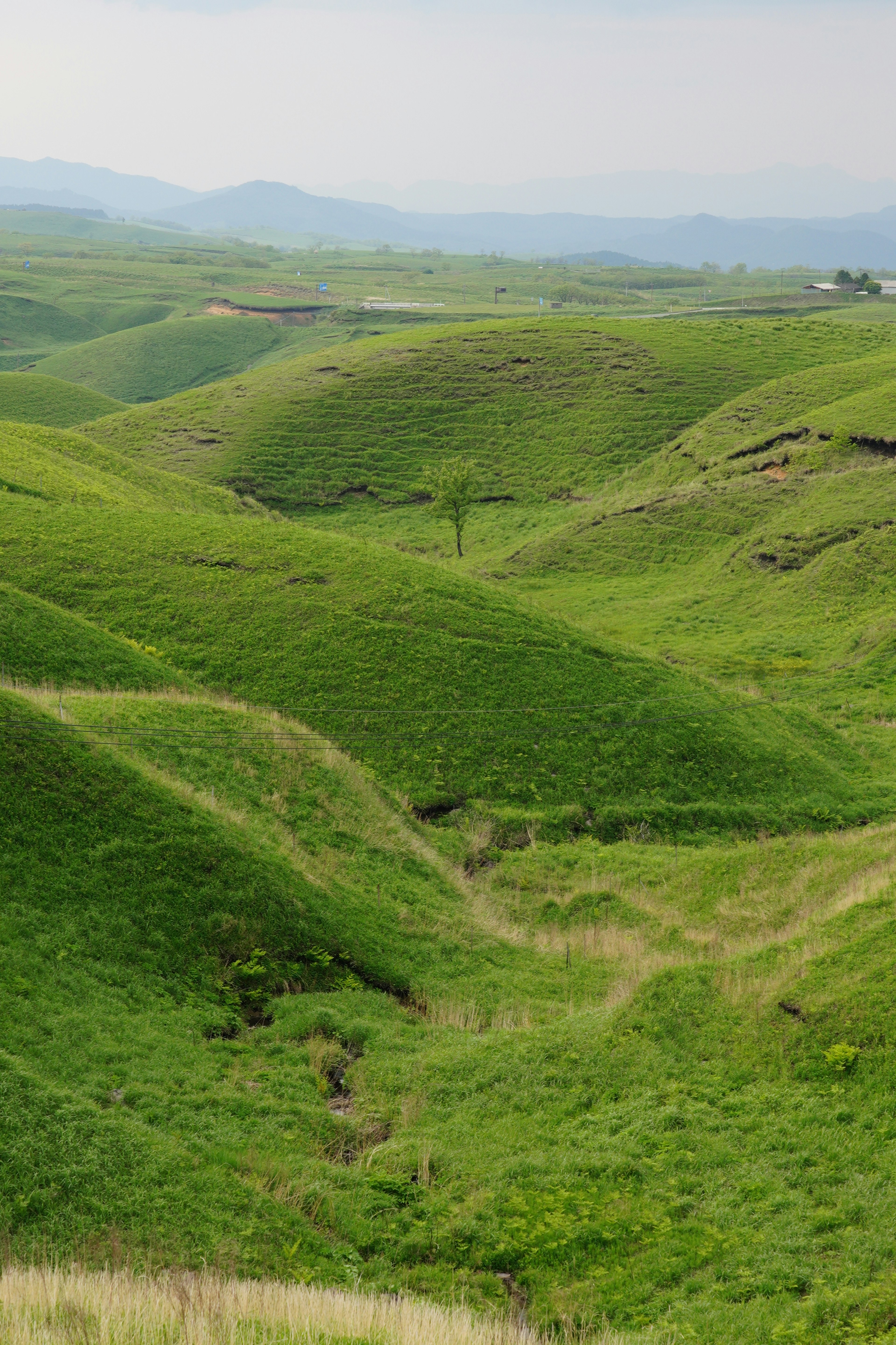 Bukit hijau bergelombang dengan lanskap rumput luas sebuah pohon tunggal di kejauhan