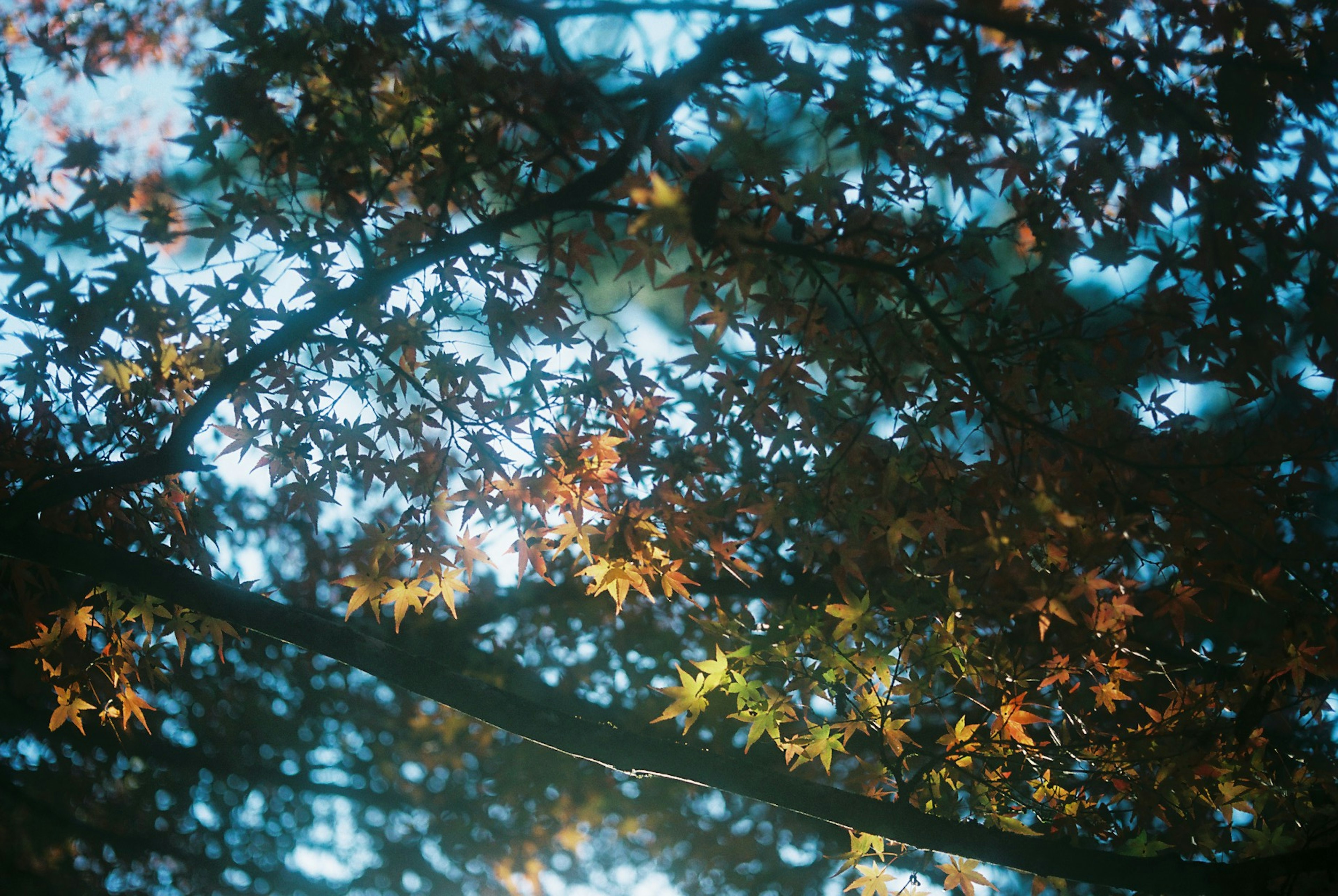 Hojas de arce coloridas superpuestas bajo un cielo azul