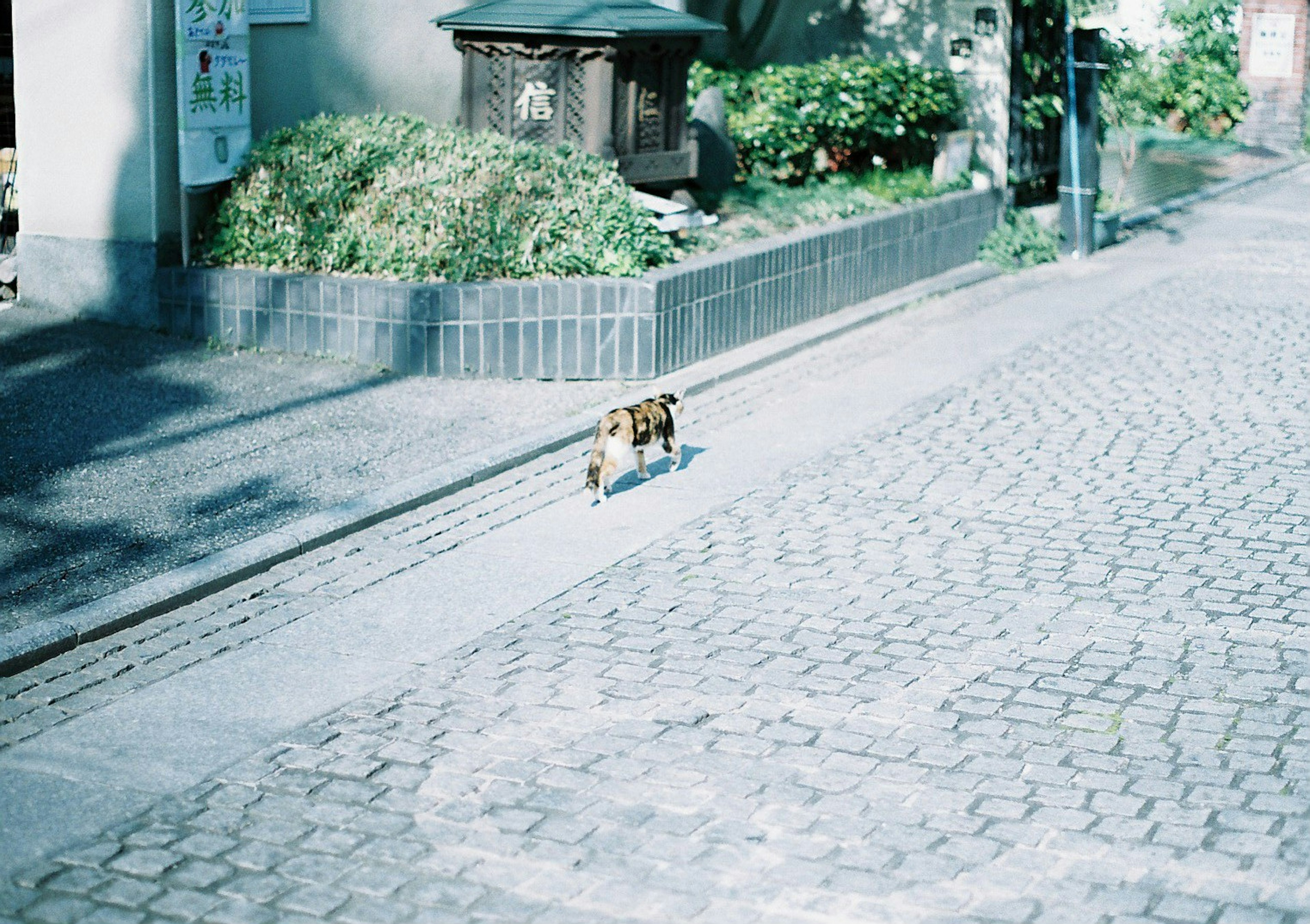 Un chien marchant sur une rue pavée