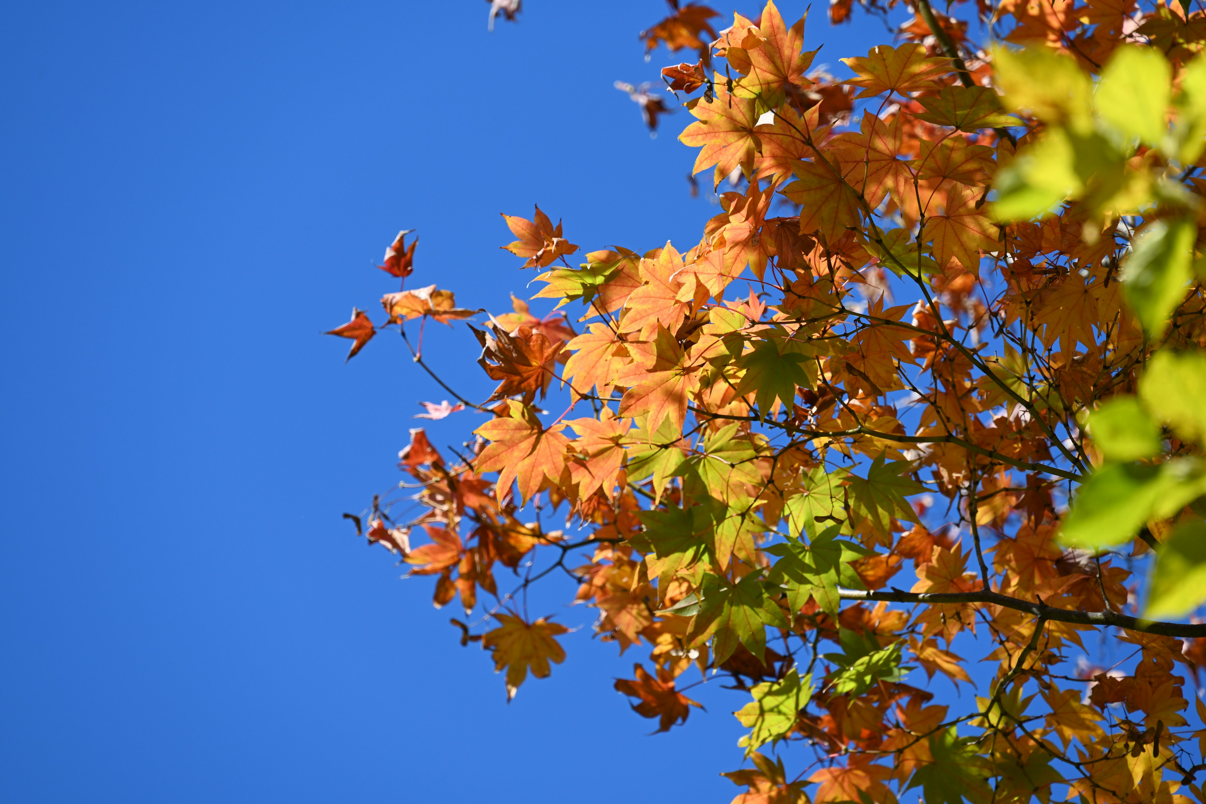 Árbol con hojas naranjas y verdes bajo un cielo azul