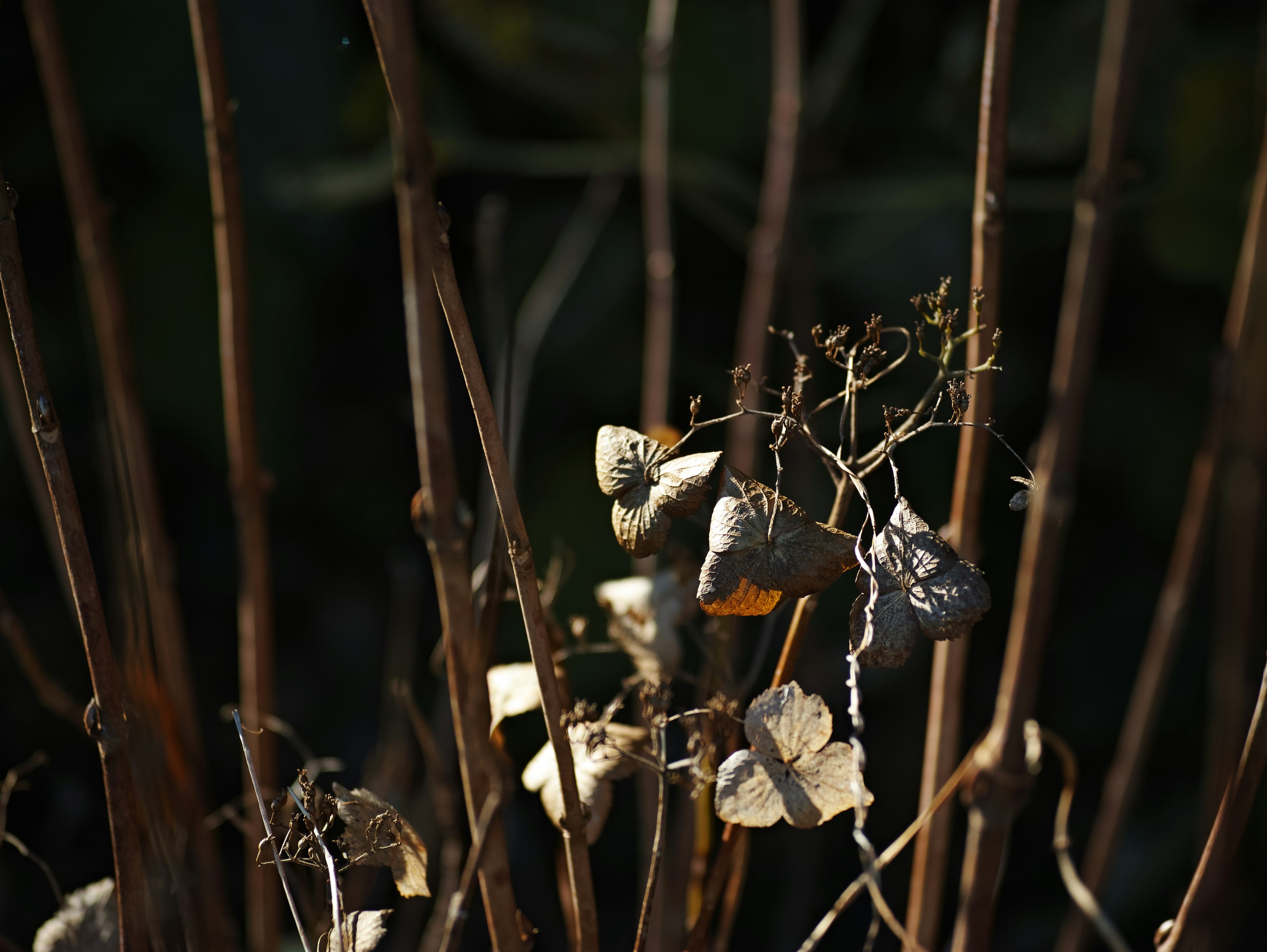 Tallos y hojas de plantas secas iluminados por la luz solar