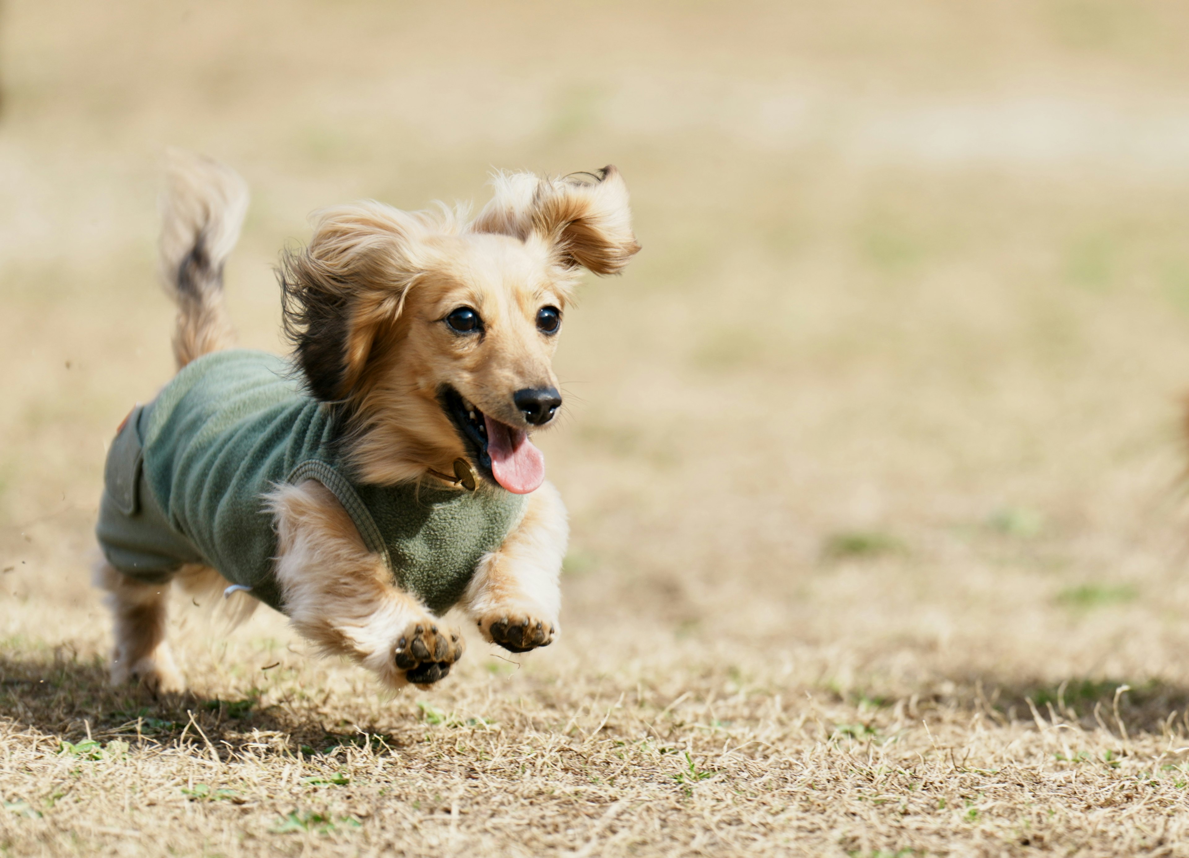 草原を駆け回る小型犬の楽しい姿