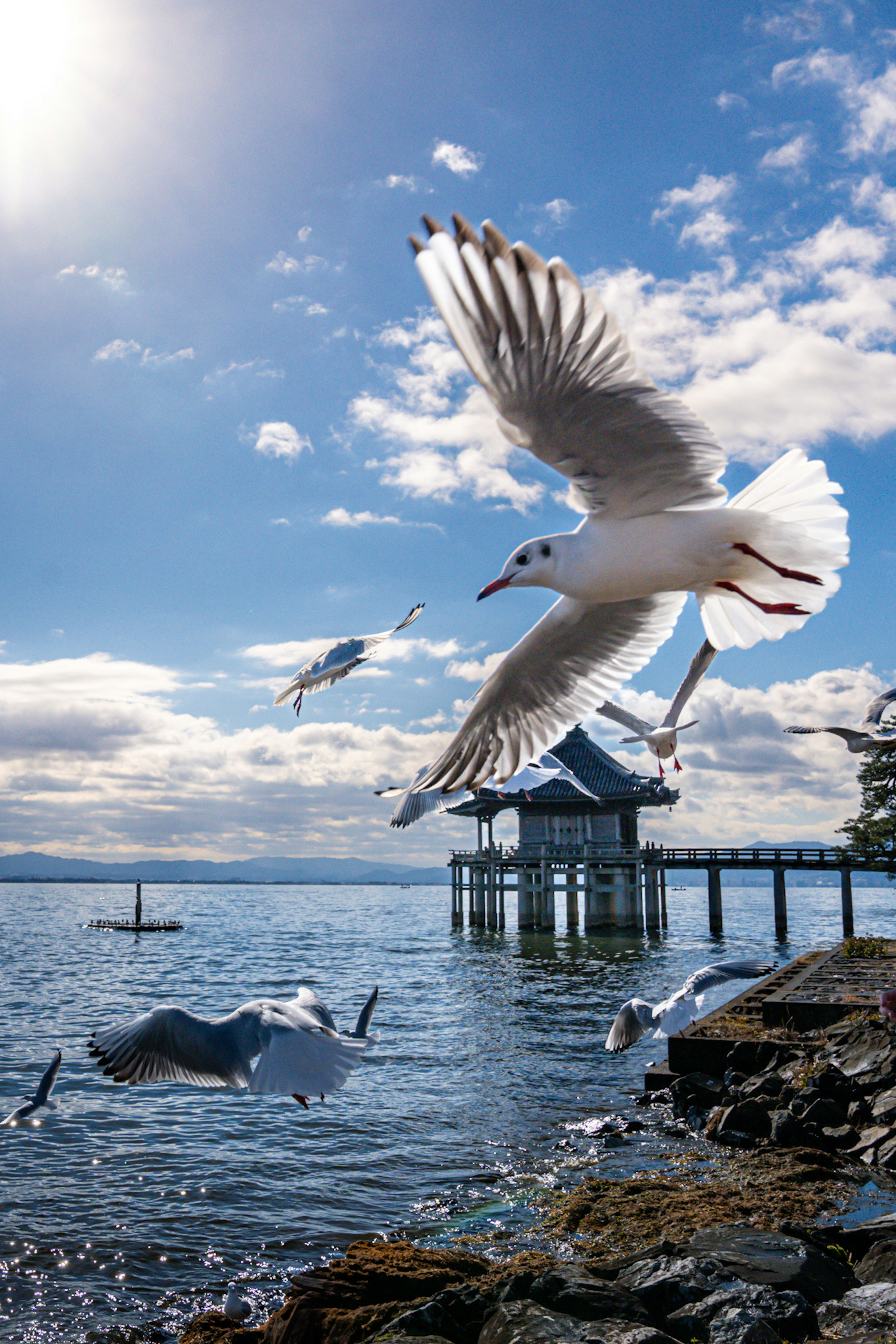 A white bird flying over the water with a pier in the background under a blue sky