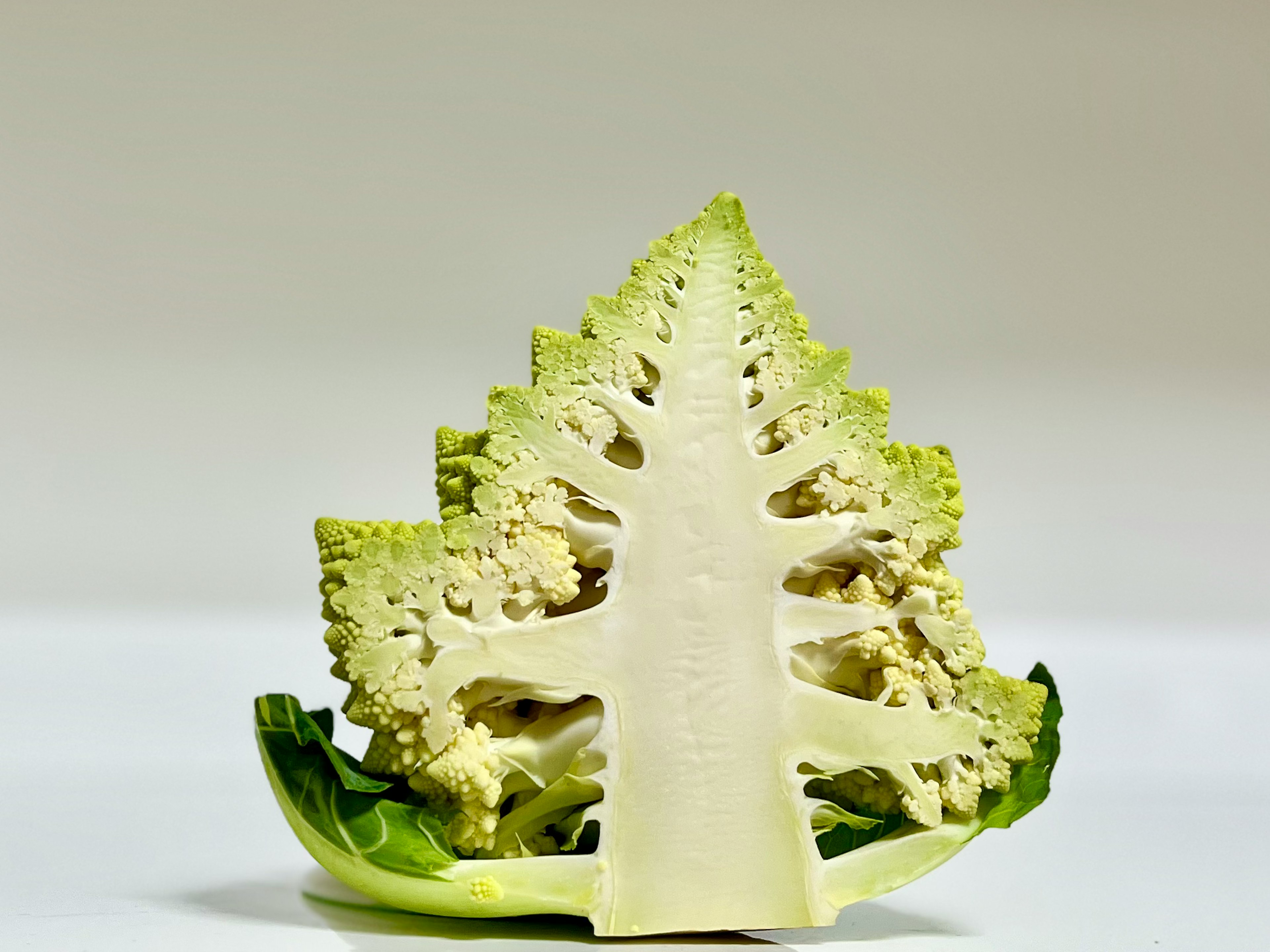 Cross-section of cauliflower resembling a tree shape