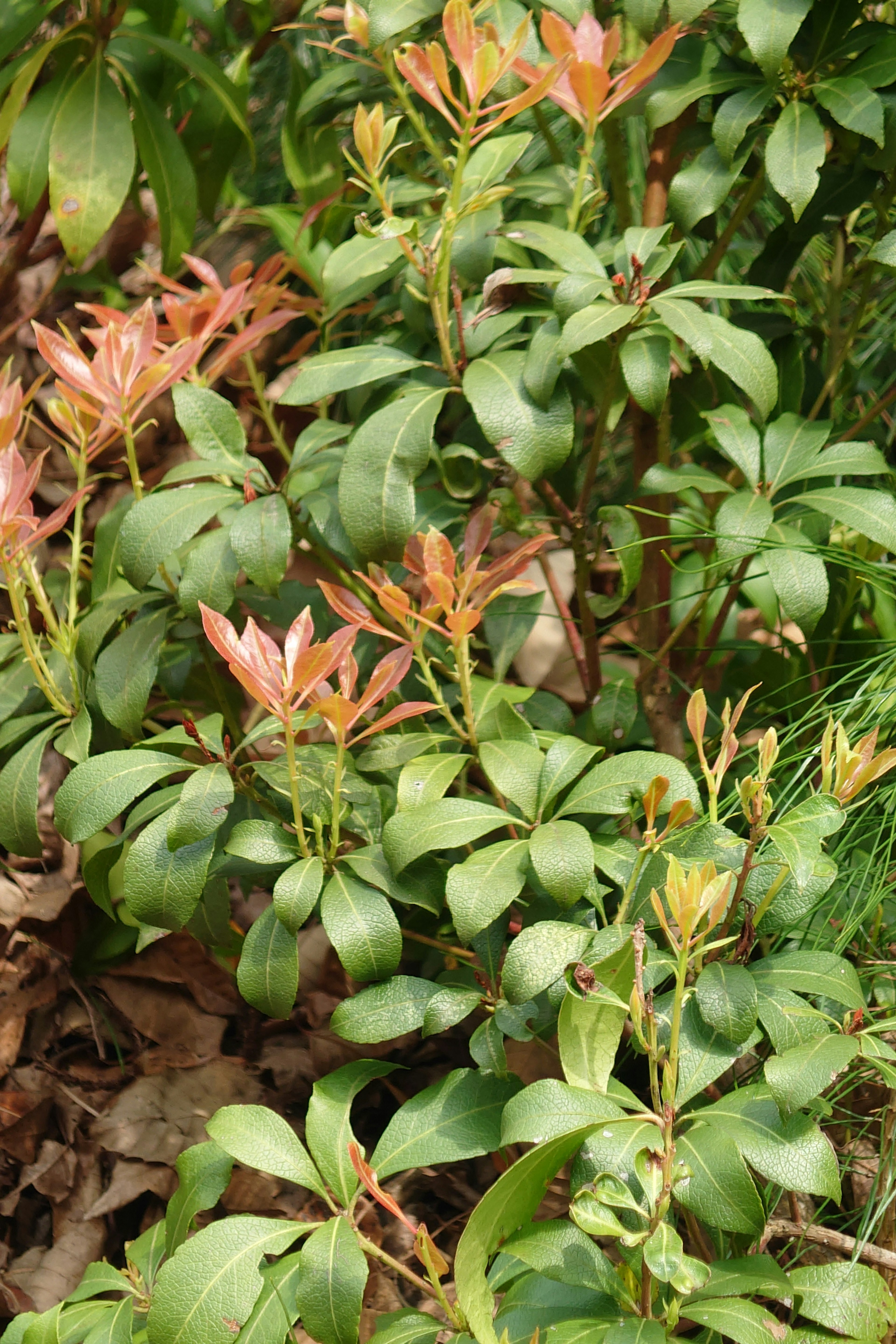 緑の葉と新しいオレンジ色の芽が見える植物のクローズアップ