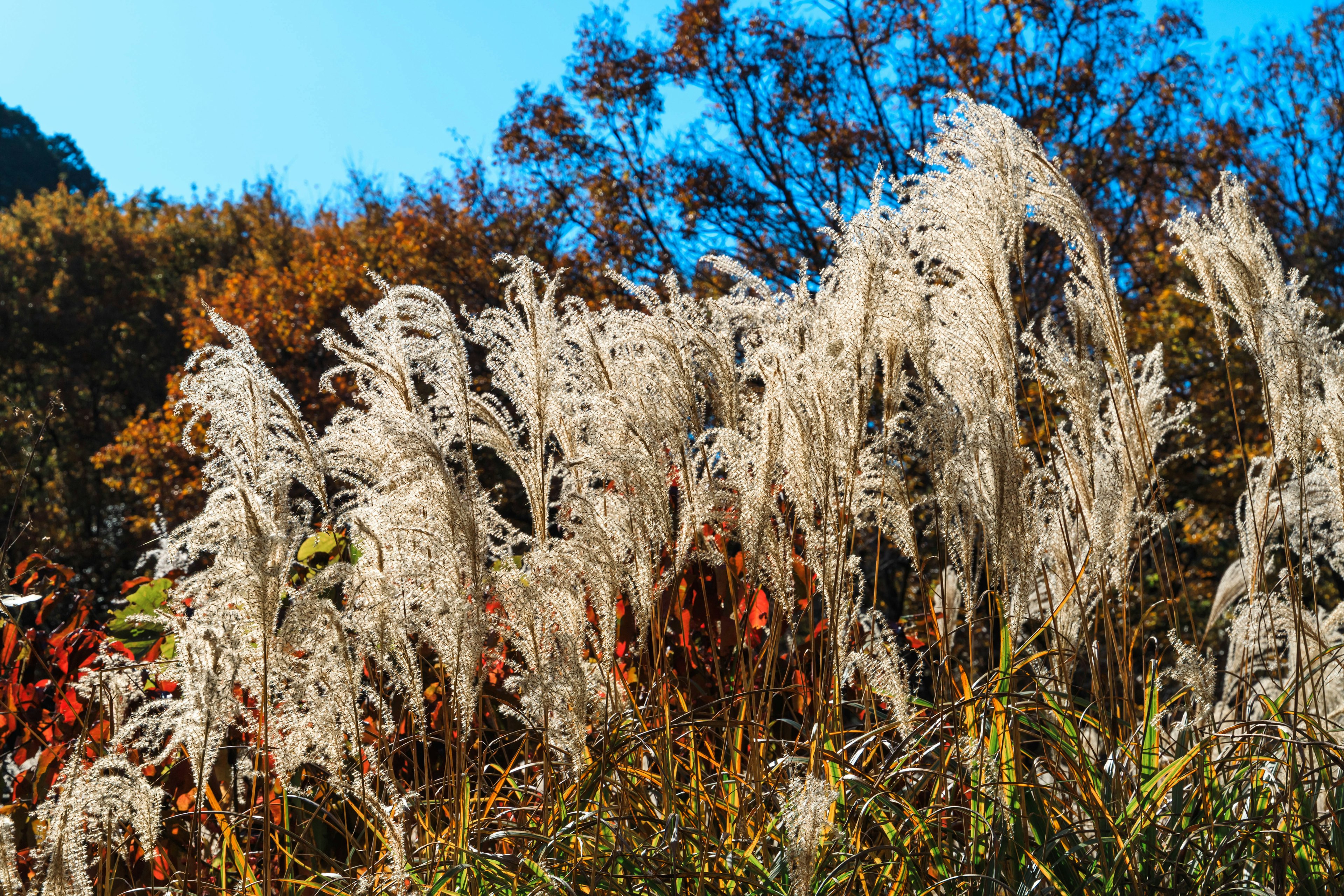 Pampas grass swaying under a blue sky