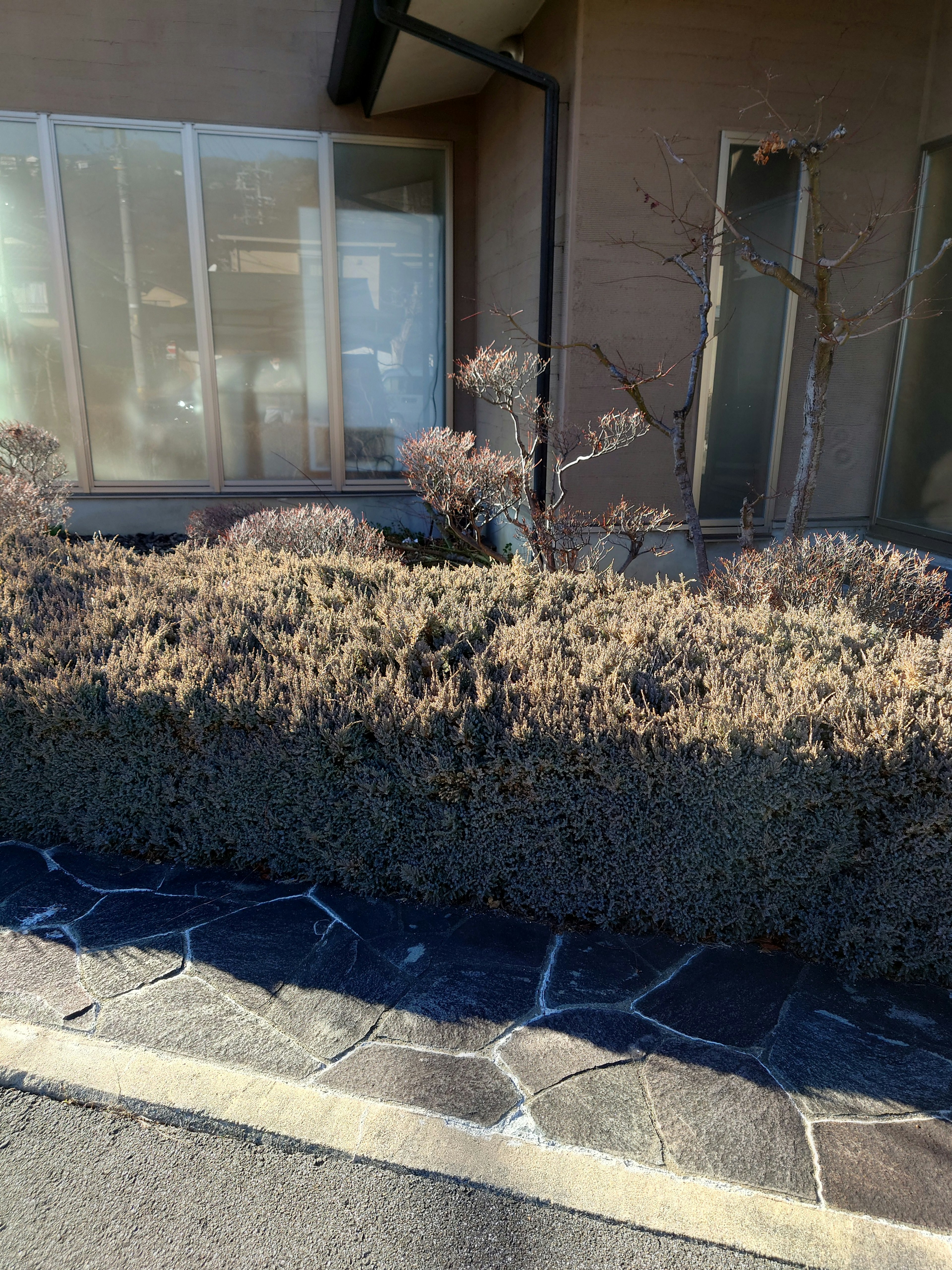 Low hedge in front of a residential building with windows