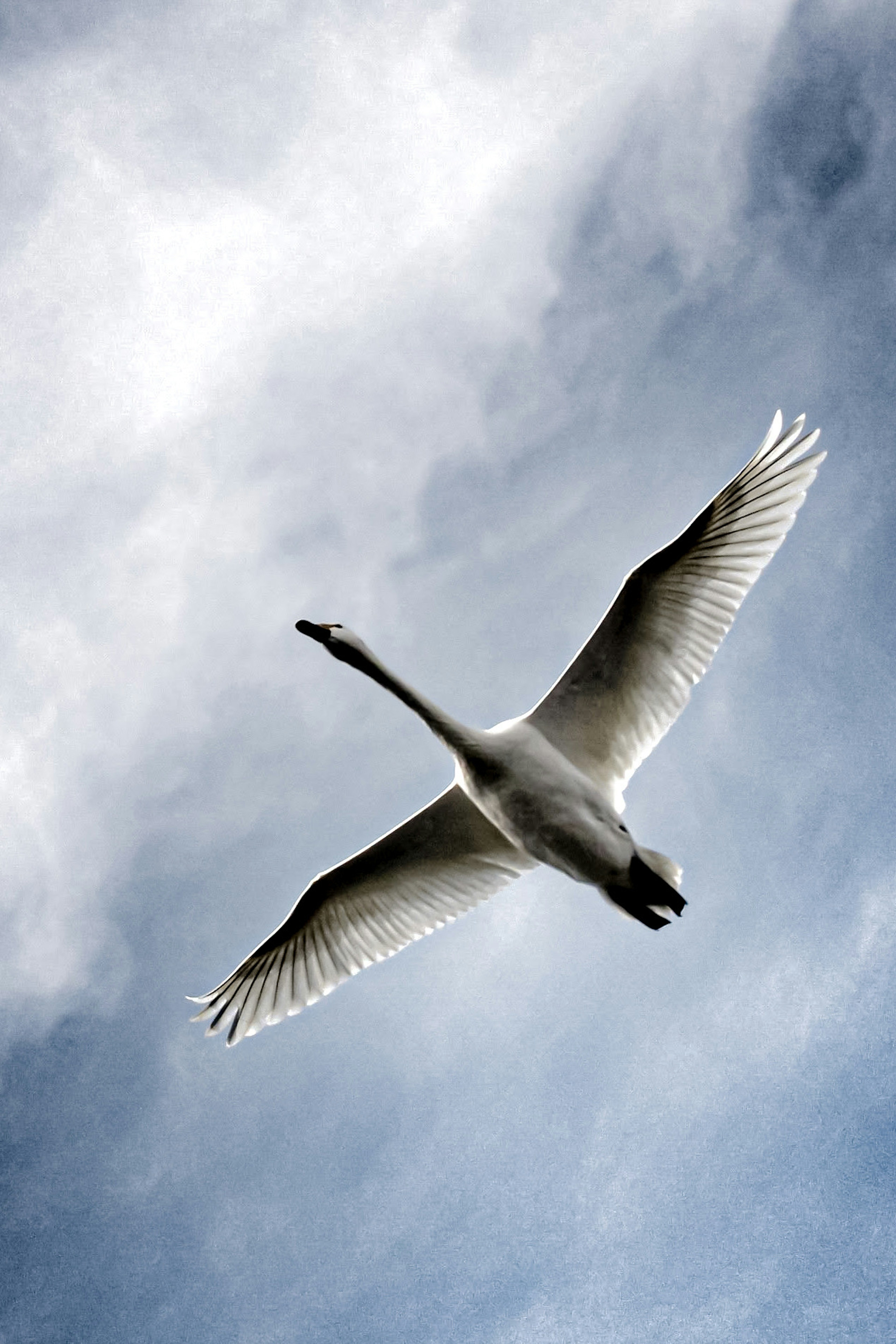 Ein Schwan, der am Himmel fliegt, von unten gesehen