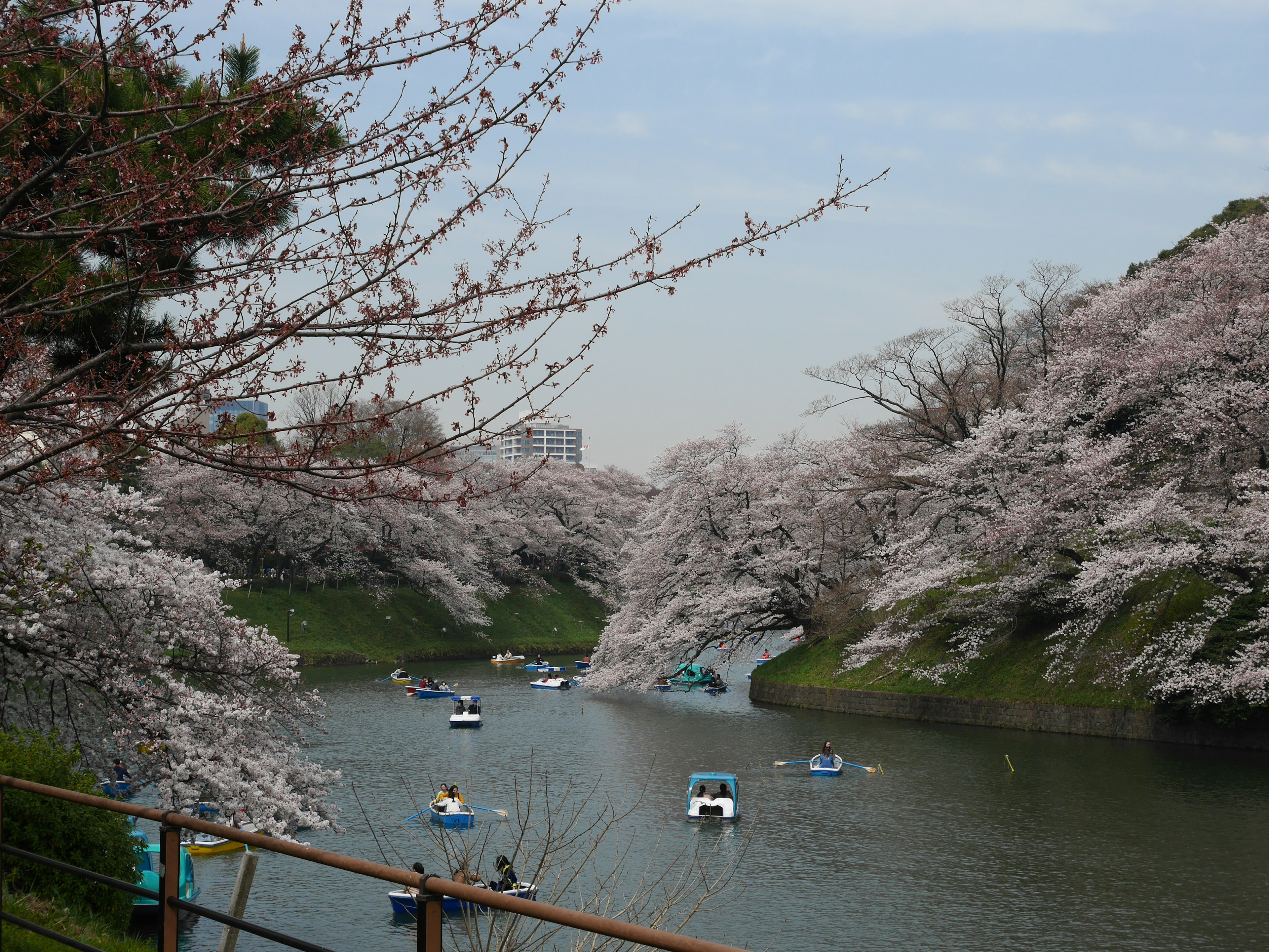 桜が咲く川の風景とボート