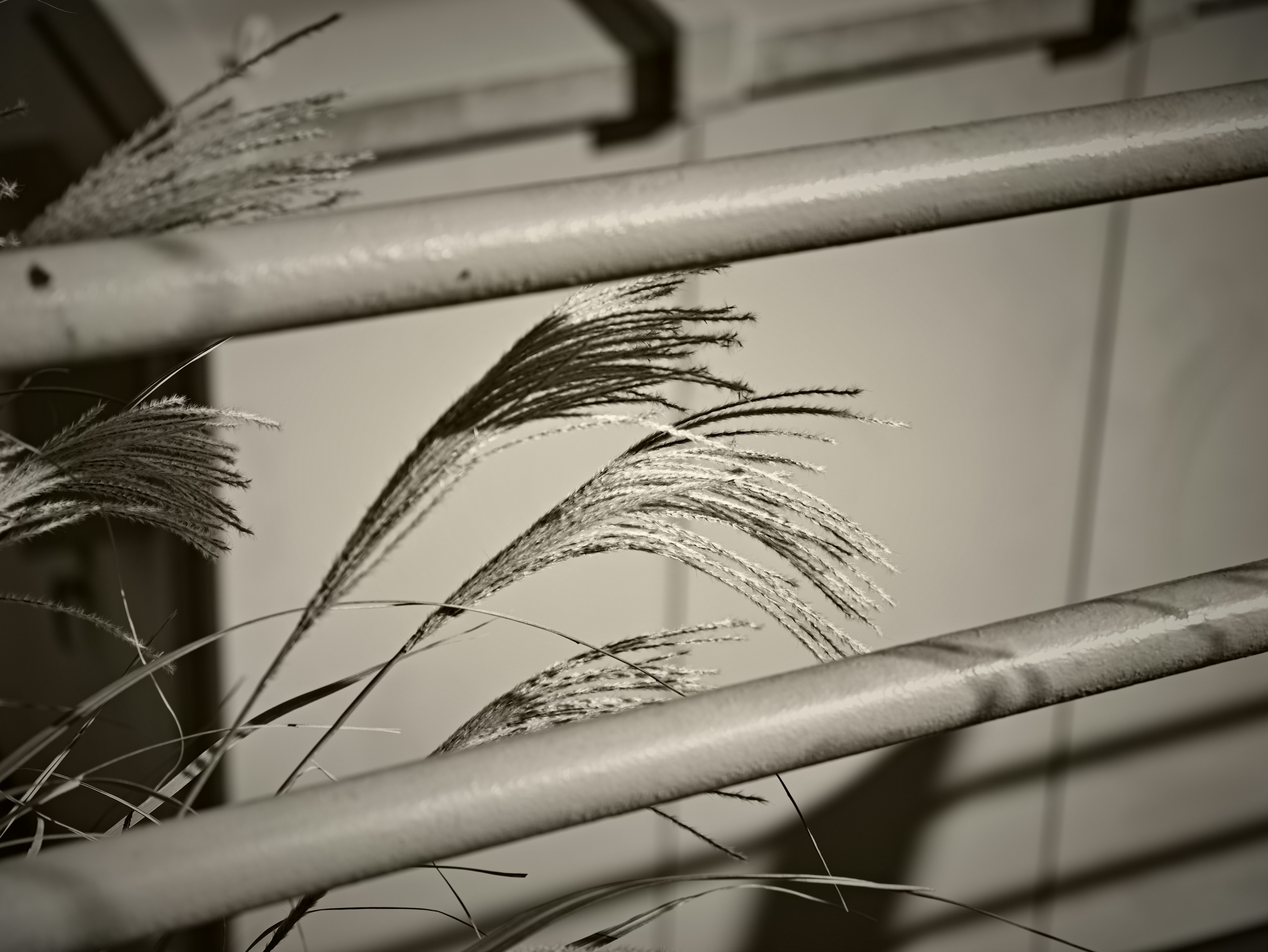 Black and white image featuring metal railings and grass blades