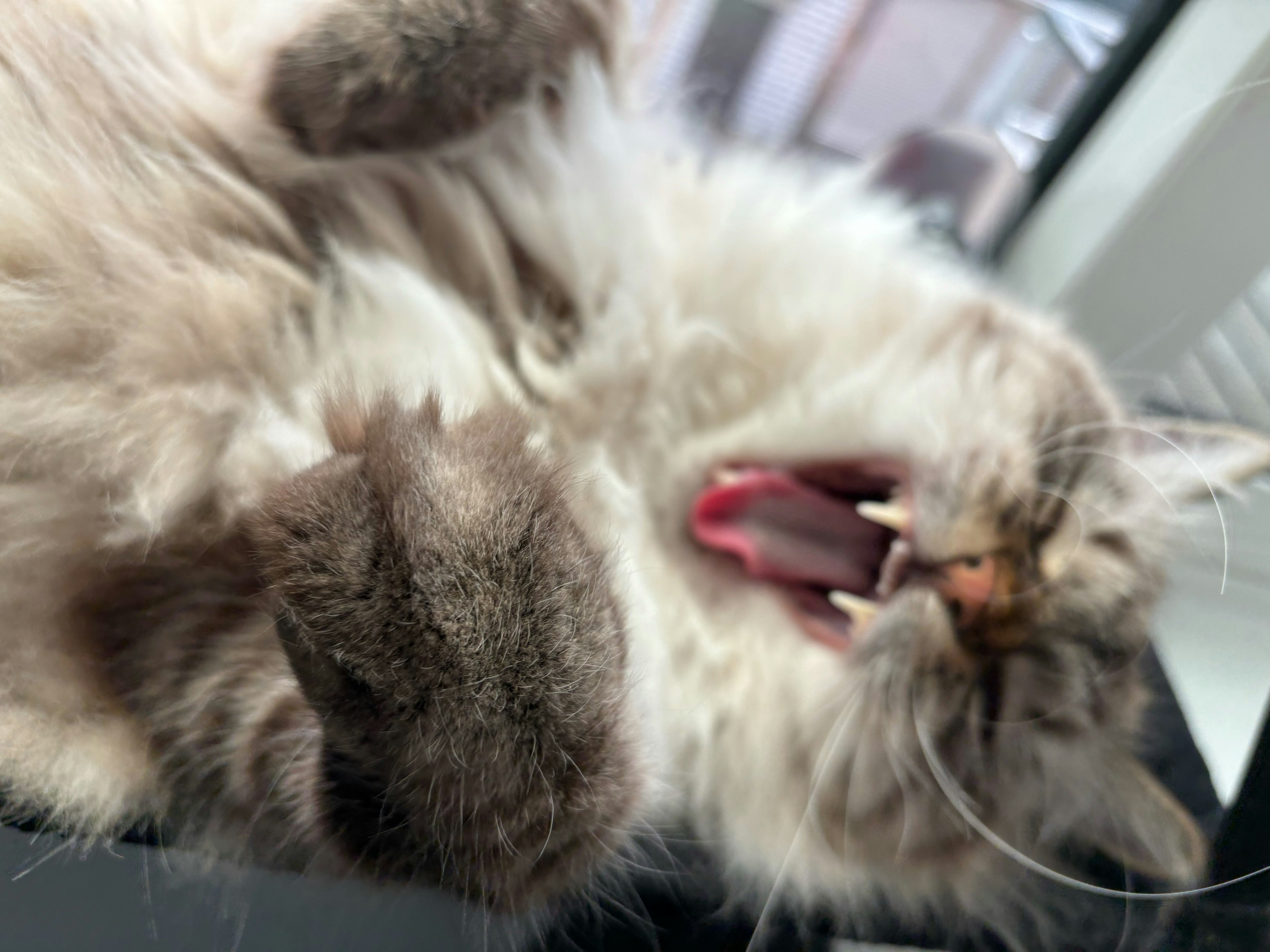 A relaxed cat yawning with its paws up