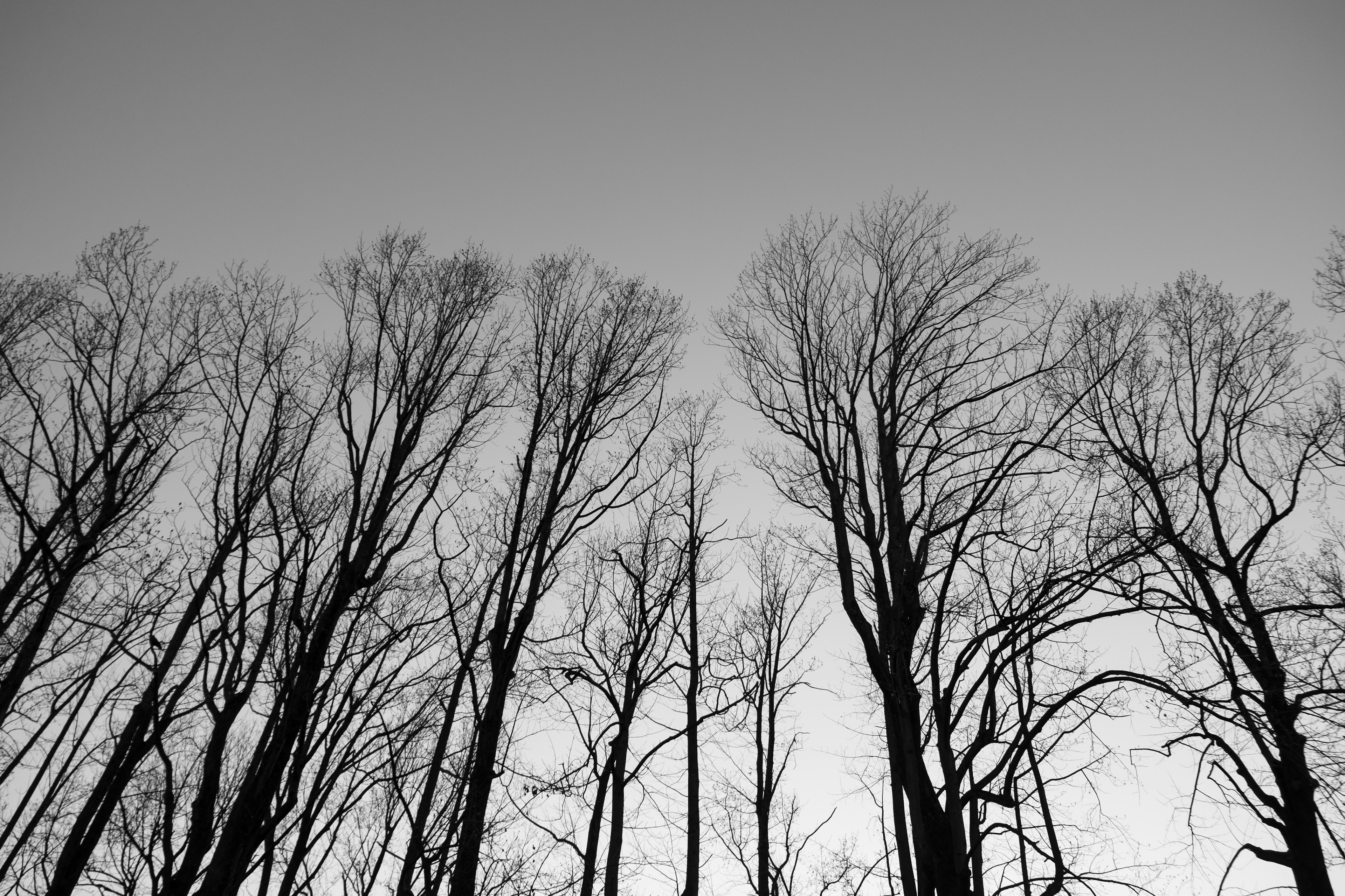 Silueta de árboles de invierno que se elevan hacia el cielo en blanco y negro