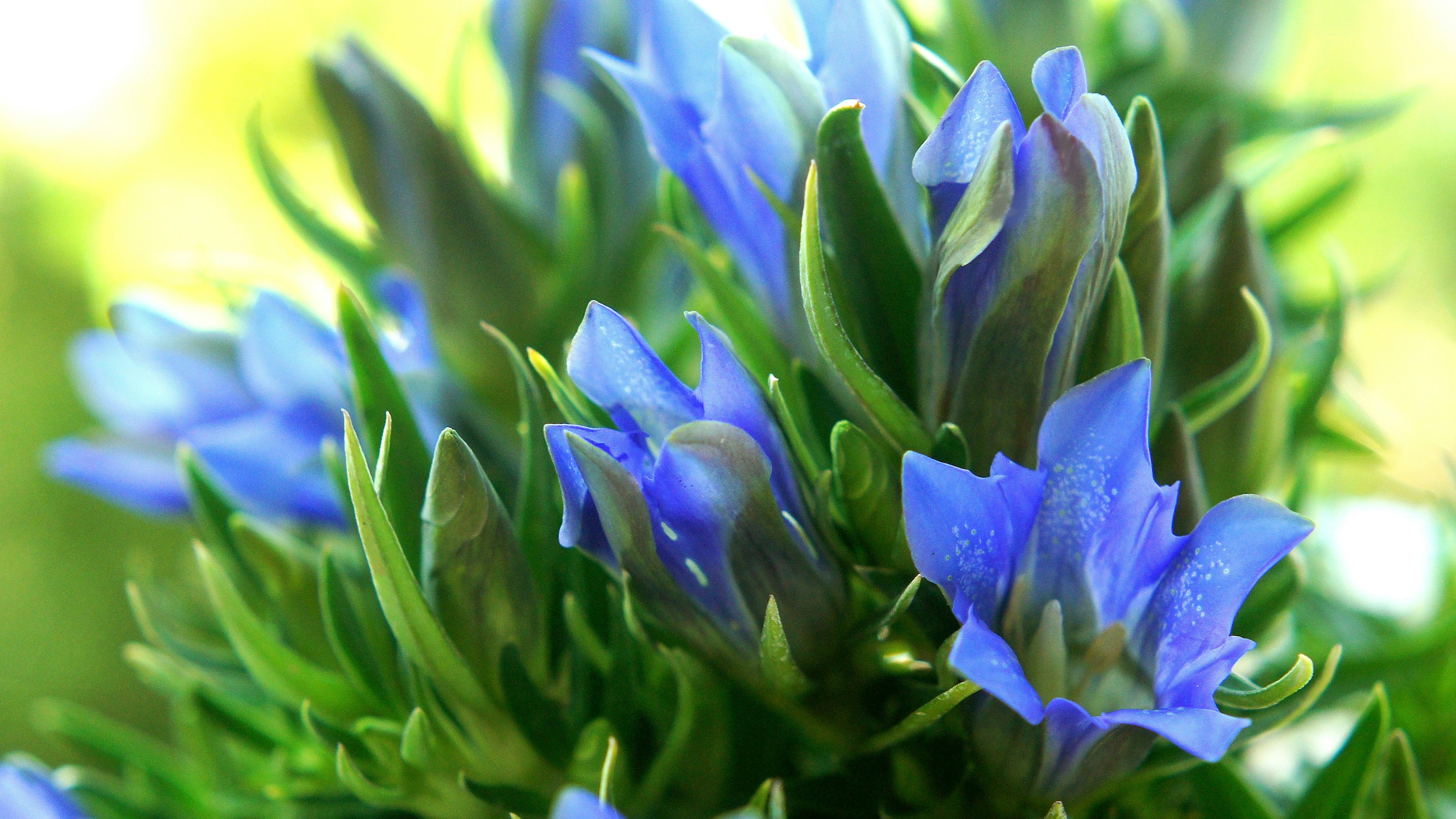 Primer plano de una hermosa planta con flores azules y hojas verdes