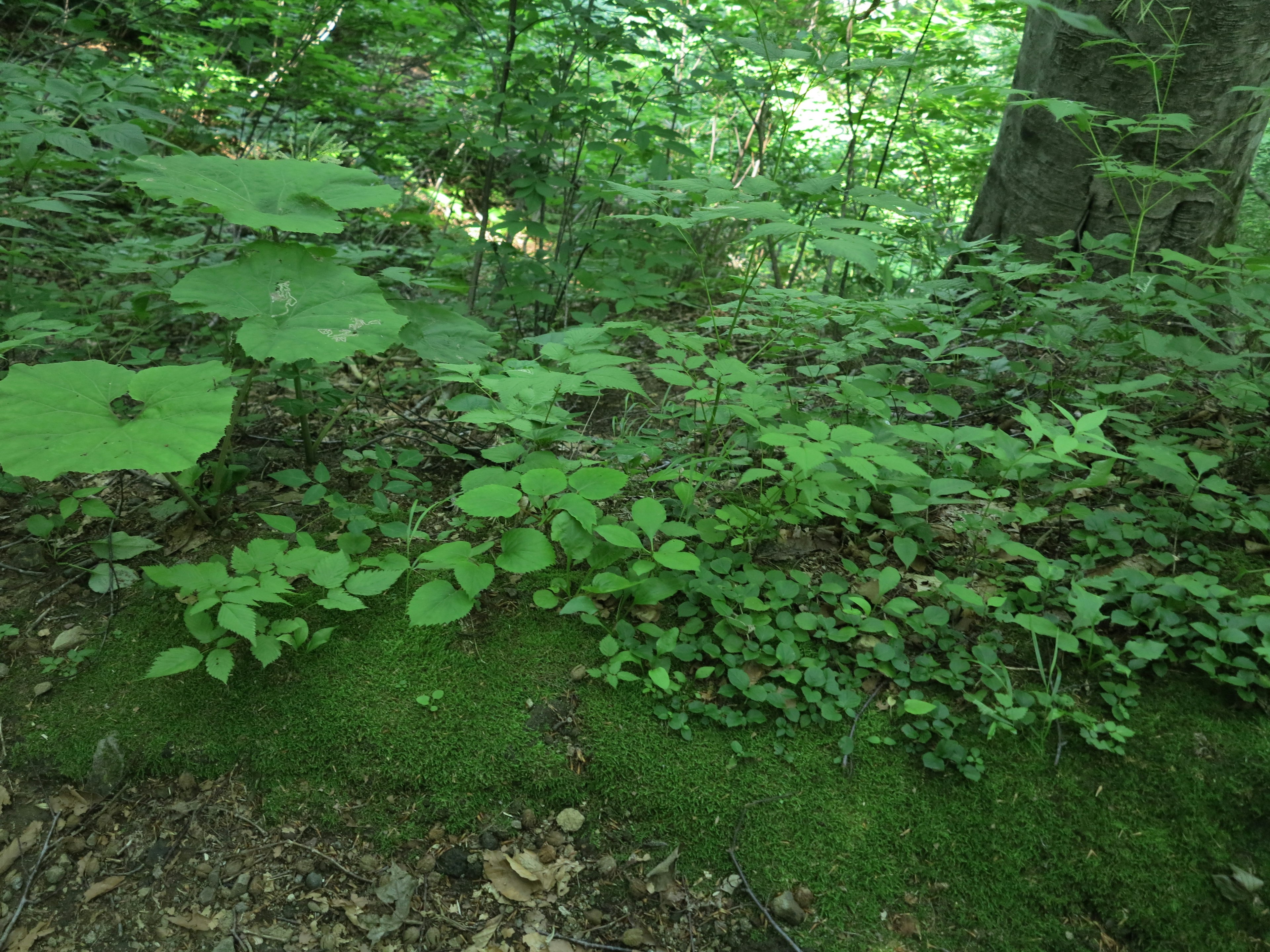 緑豊かな森の地面に広がる植物と苔