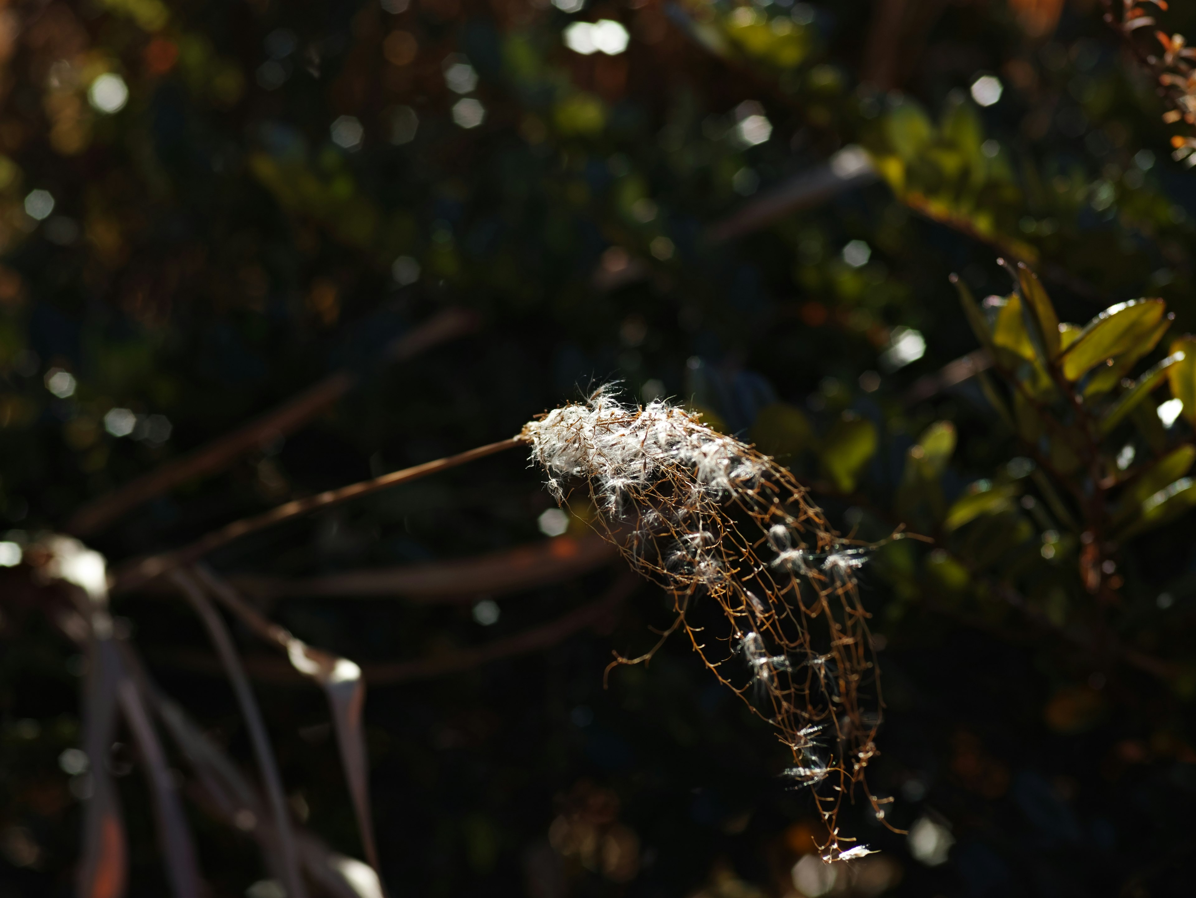 A cluster of white fluff attached to a small plant stem with a green background