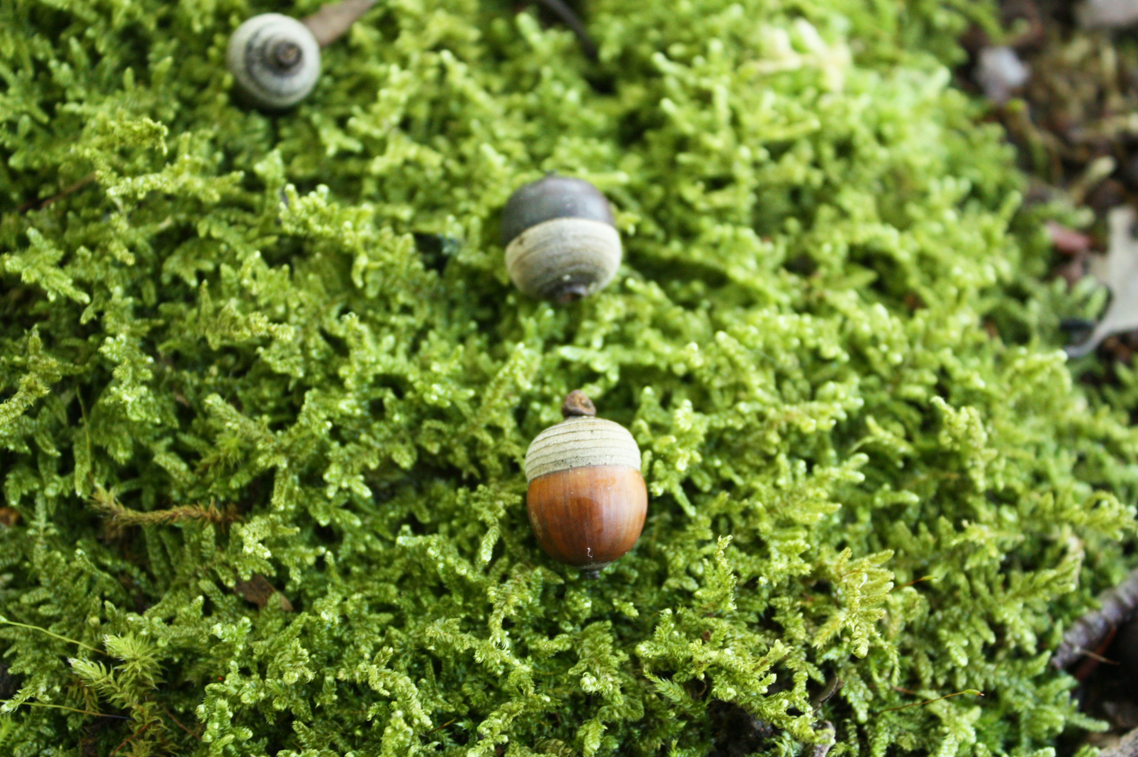 Three snails on vibrant green moss