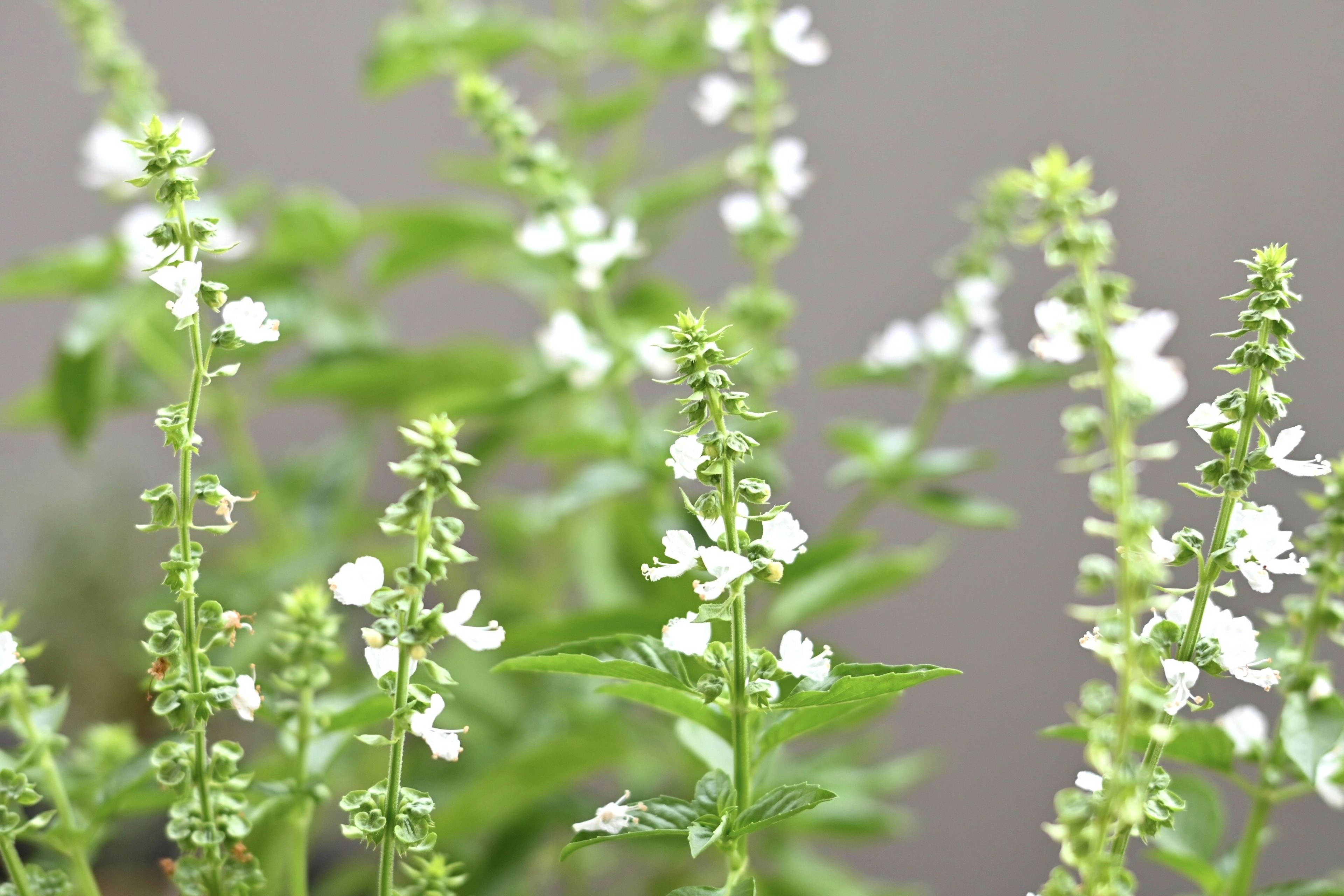 特写绿色叶子和白色花朵的植物