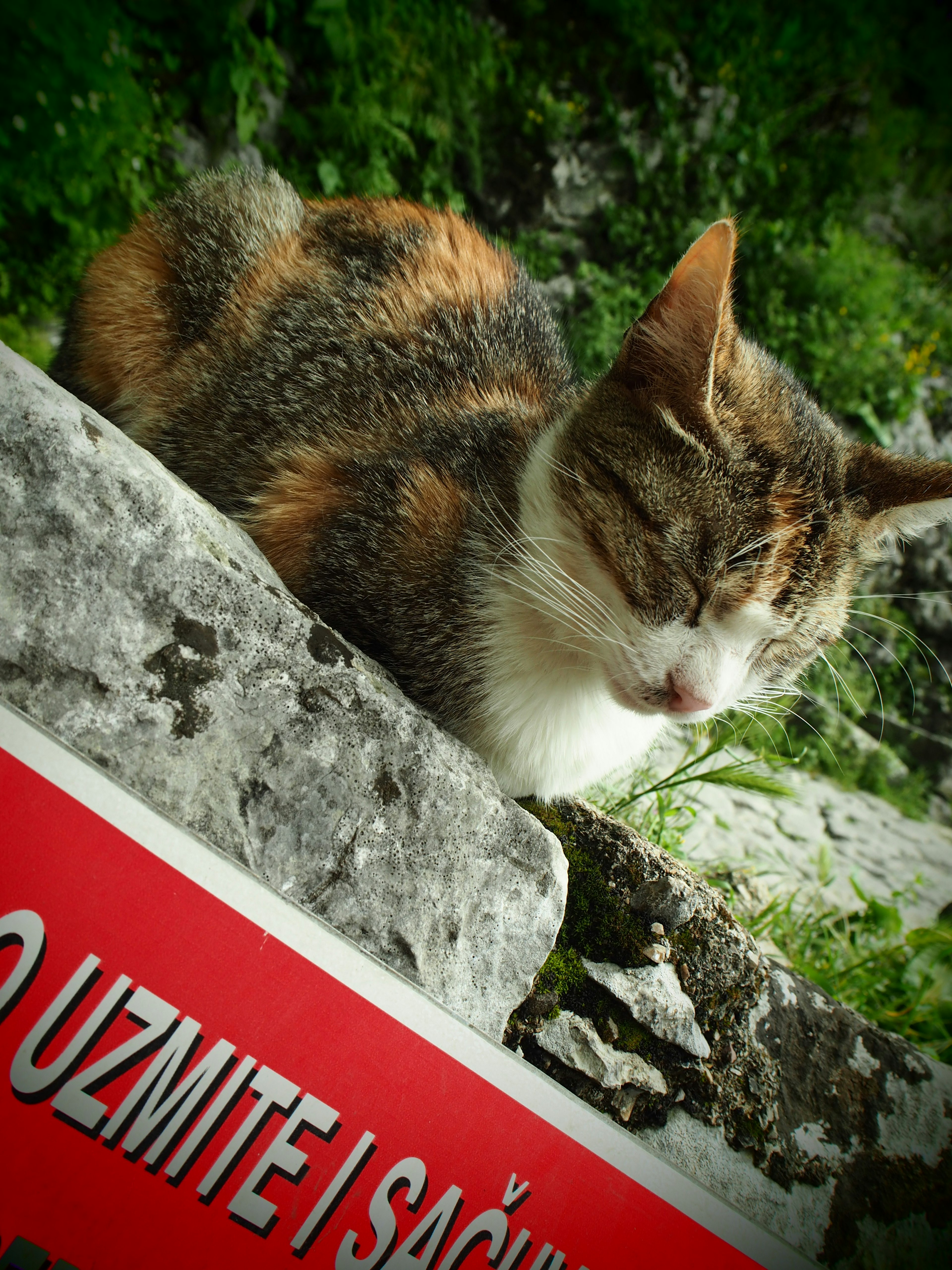 A calico cat sleeping on a stone with a green background and a red sign