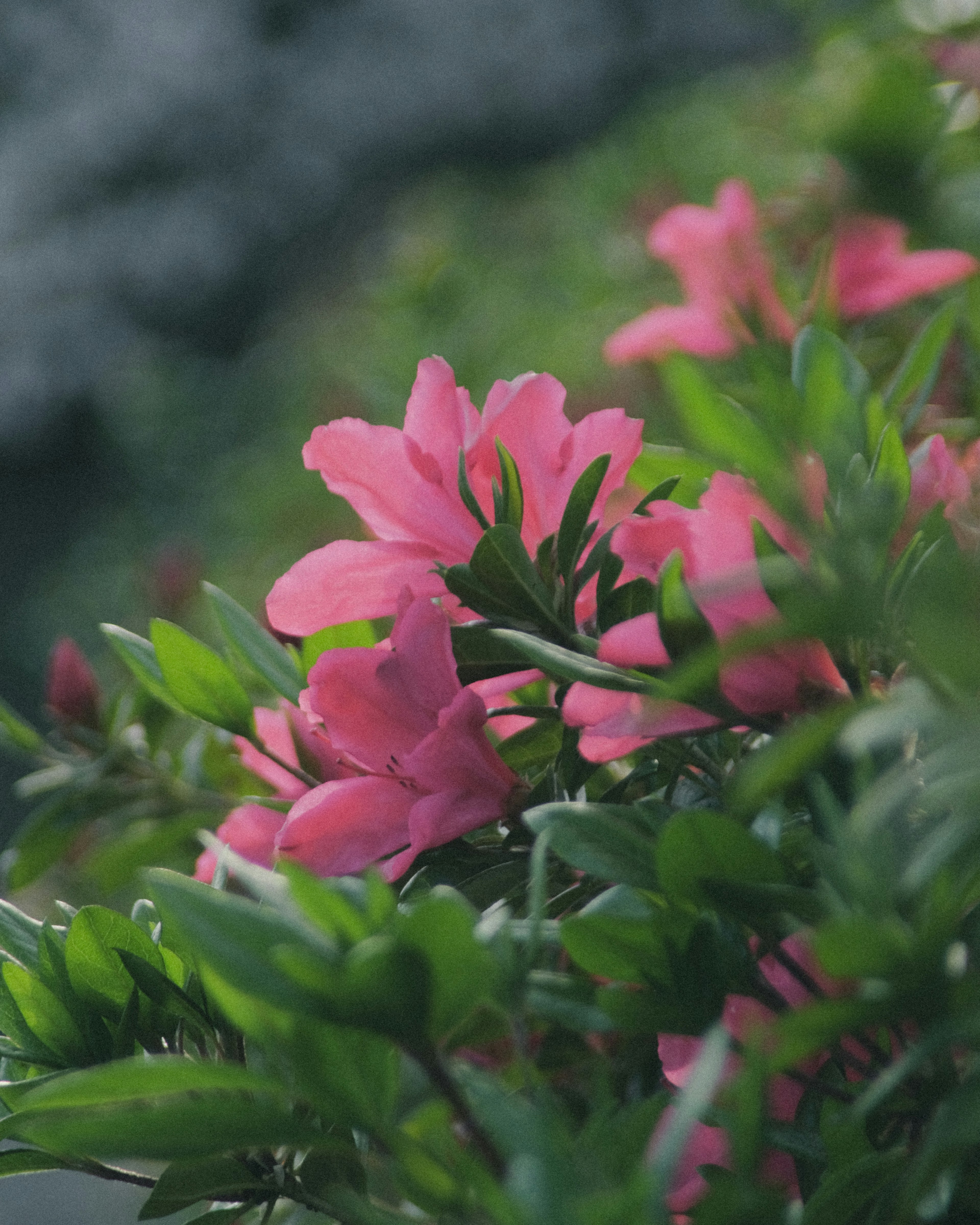 Pink azalea flowers surrounded by lush green leaves