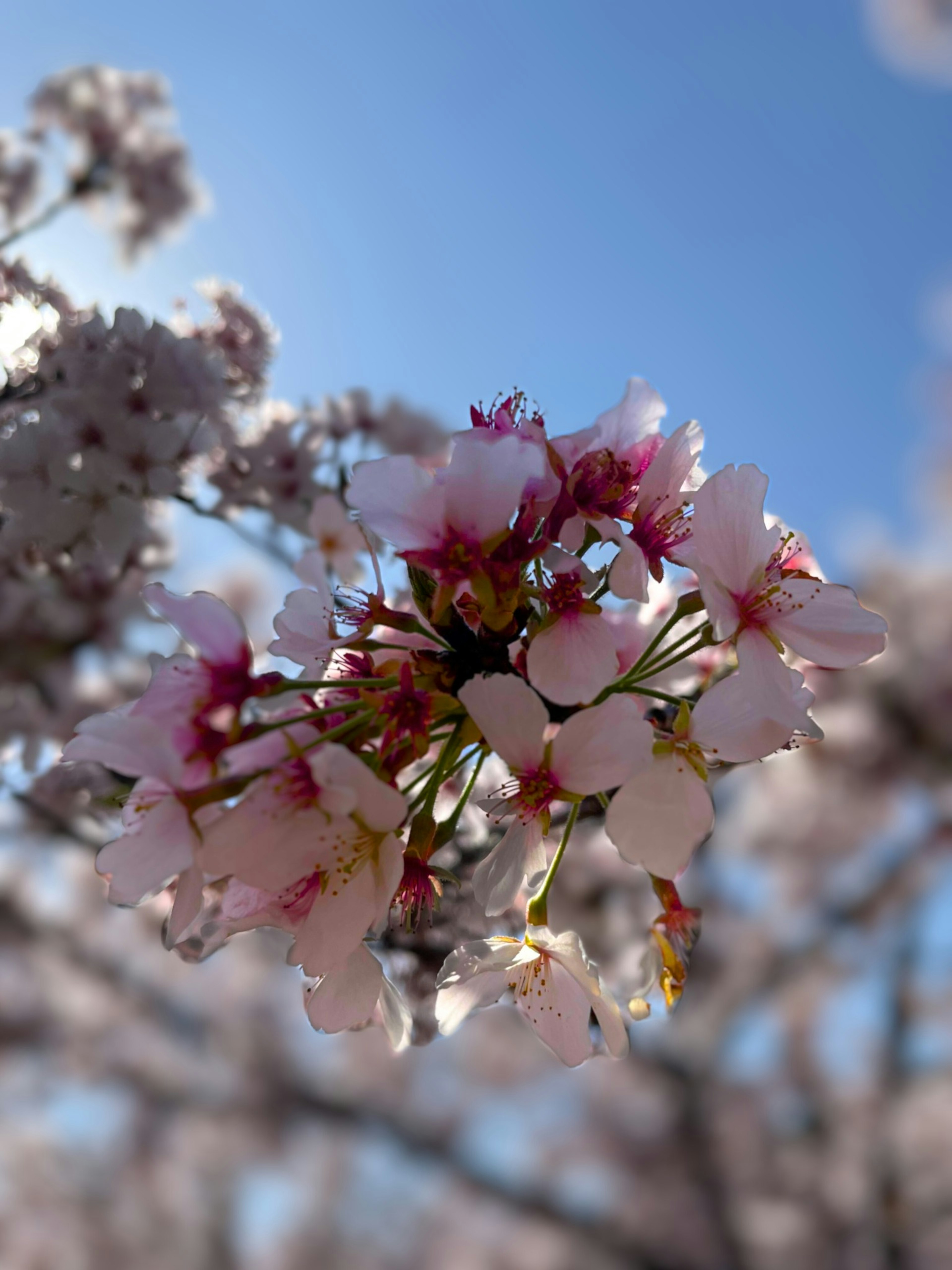 Kedekatan bunga sakura di latar belakang biru kelopak merah muda dan putih