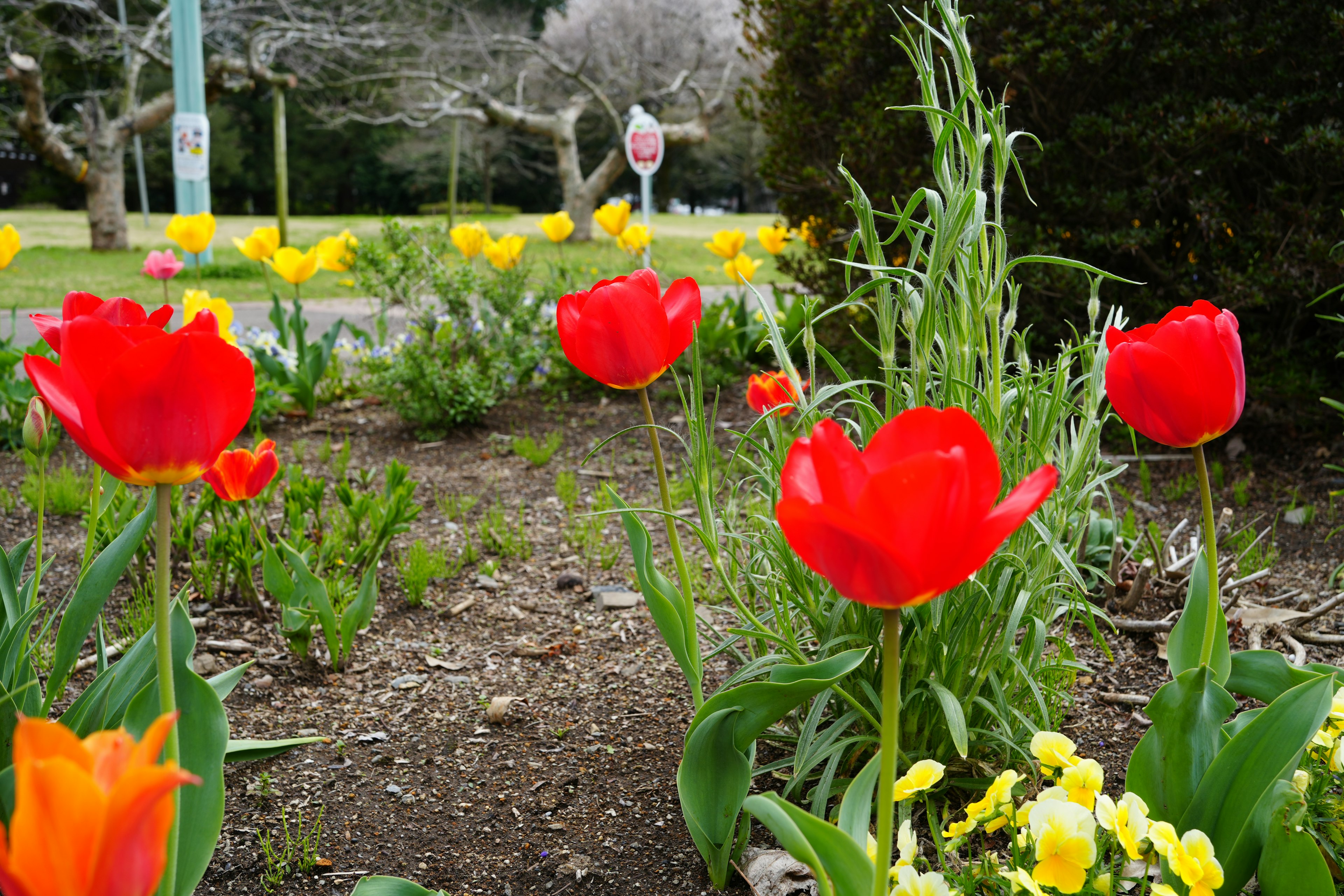 Vibrant red tulips and yellow flowers in a park setting