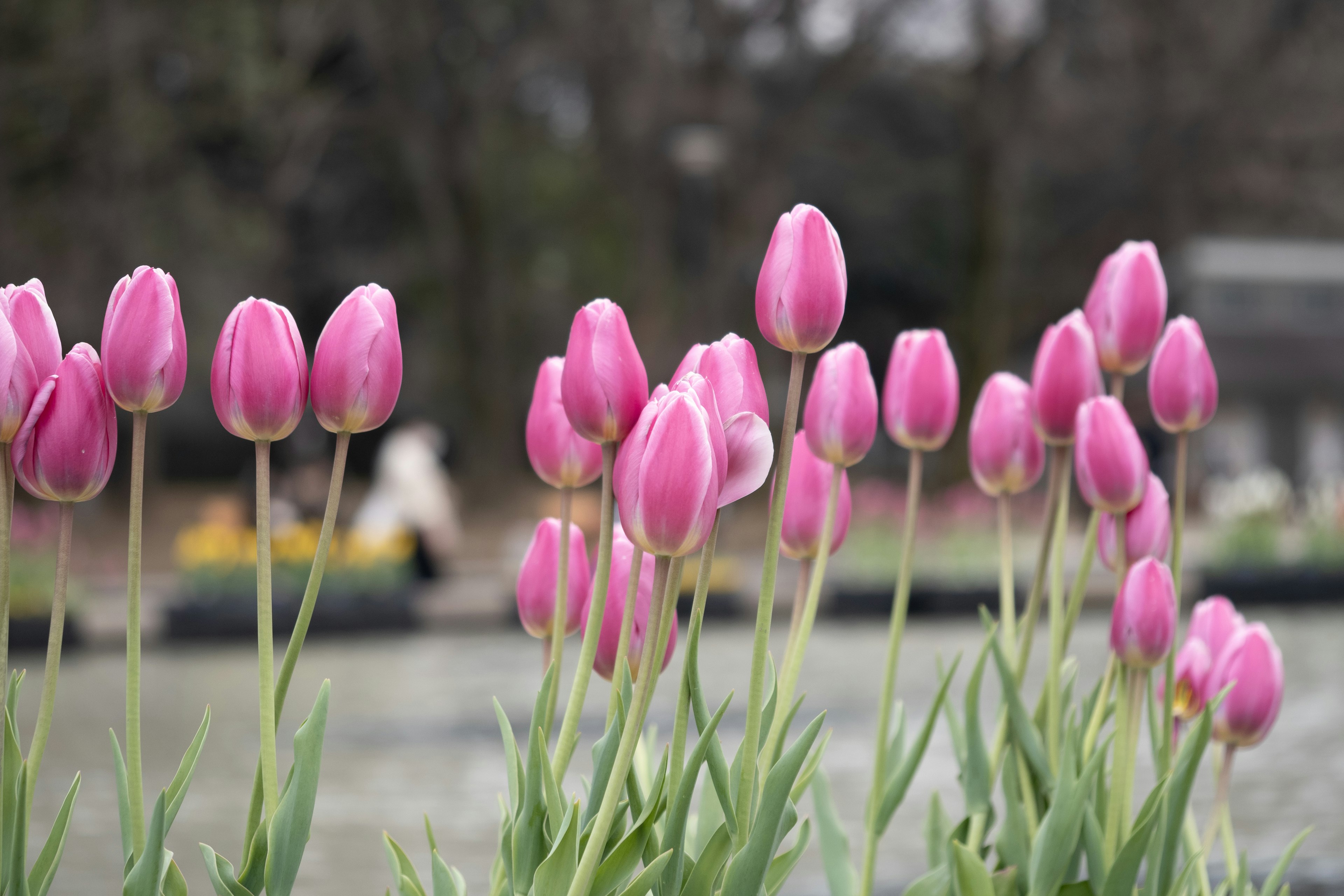 Feld mit rosa Tulpen und unscharfem Hintergrund