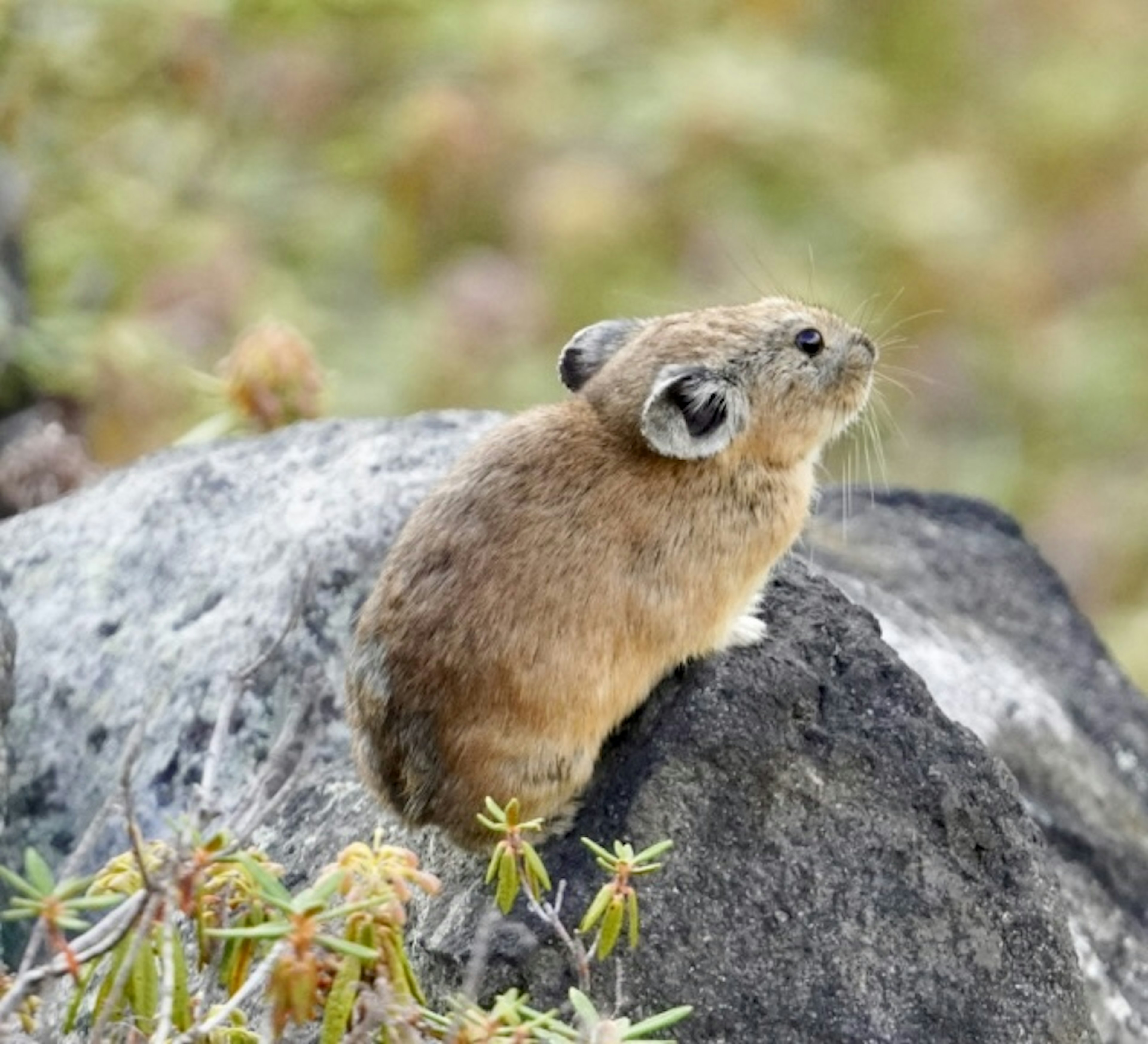 岩の上に座っている小さな動物の画像