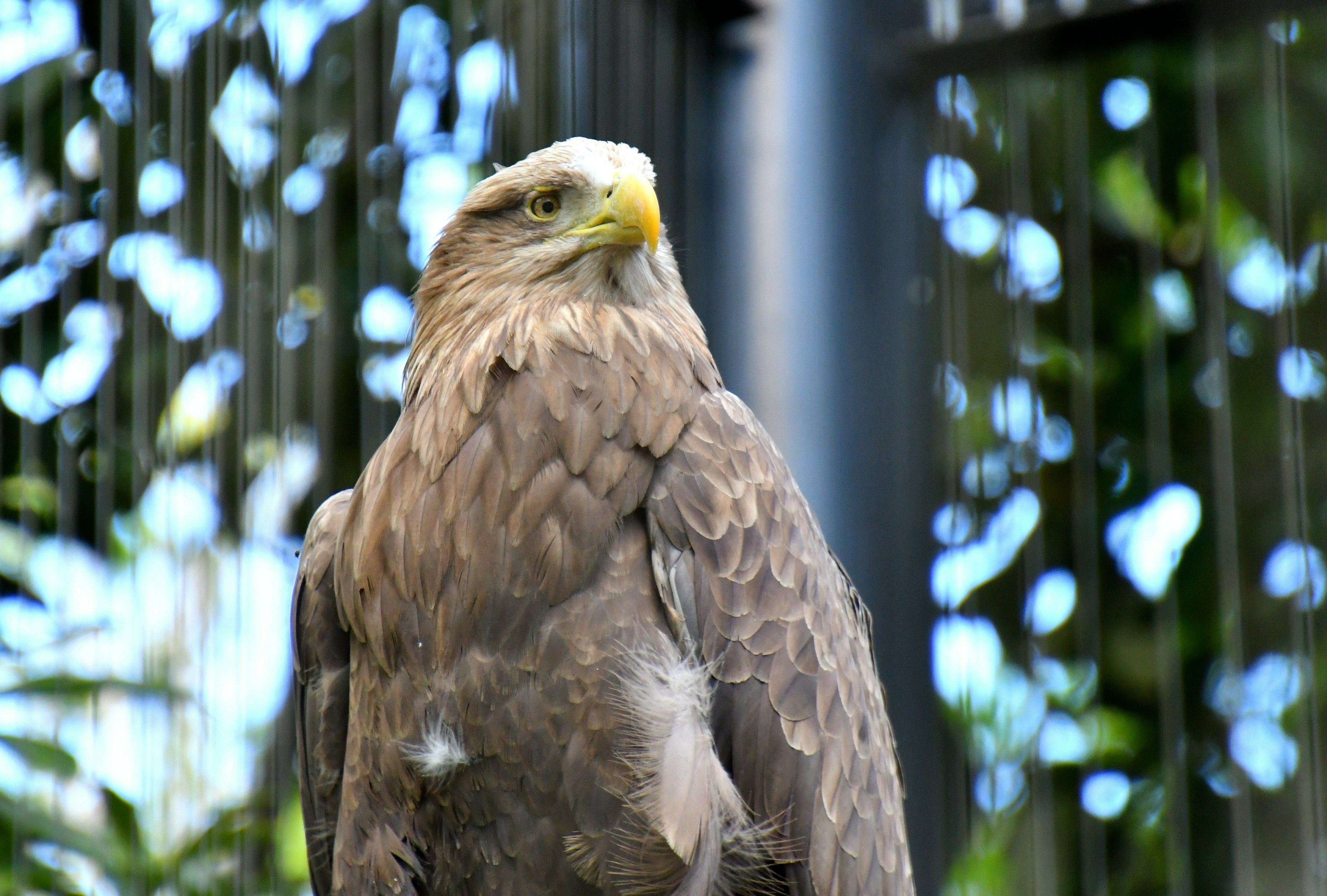 Un grande aquila di fronte con piume marroni chiare e un becco giallo che mette in mostra occhi affilati