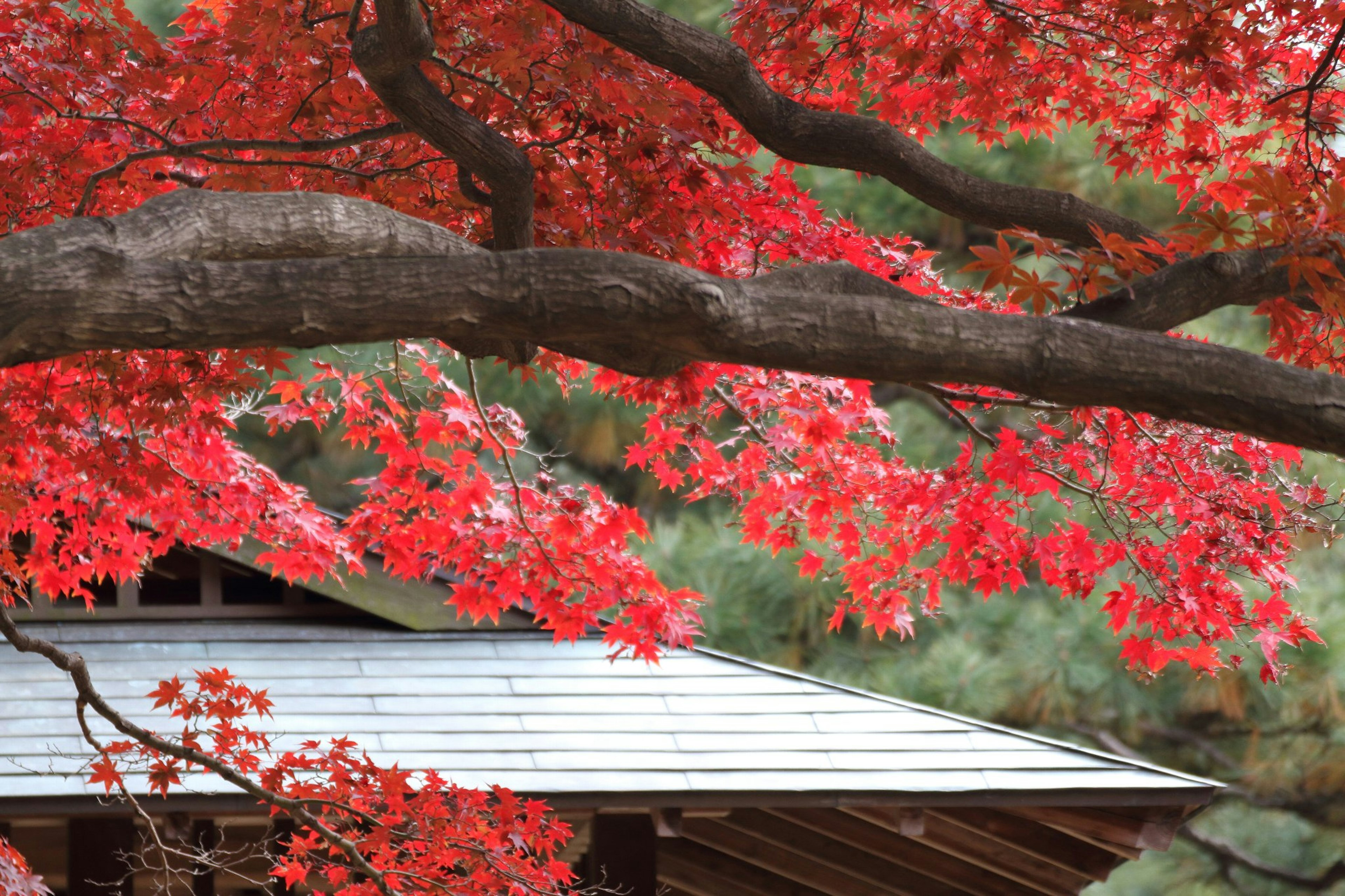 Bangunan tradisional Jepang dengan daun maple merah yang cerah