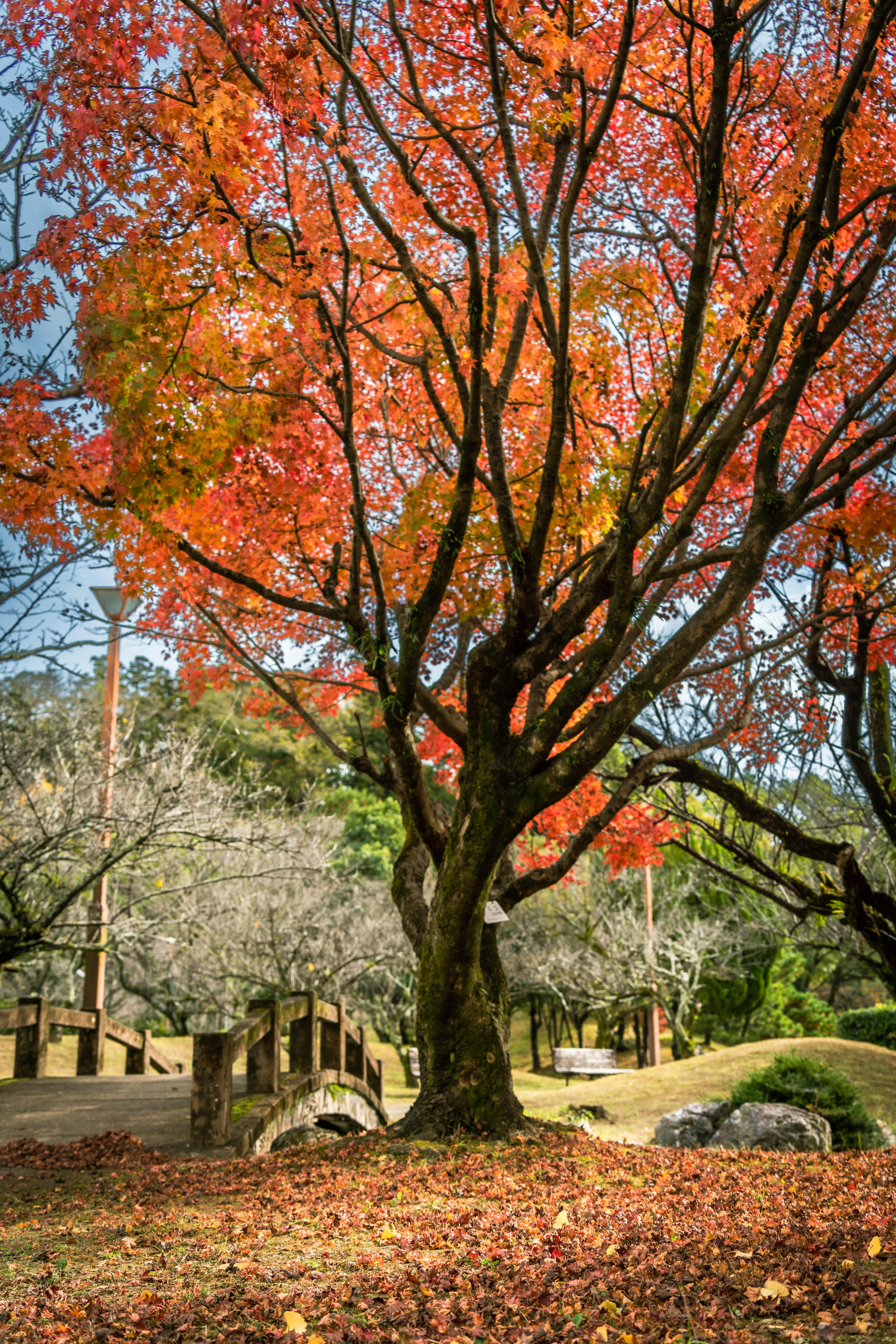 Scenic park view with vibrant autumn foliage featuring a tree with red leaves and a stone bridge