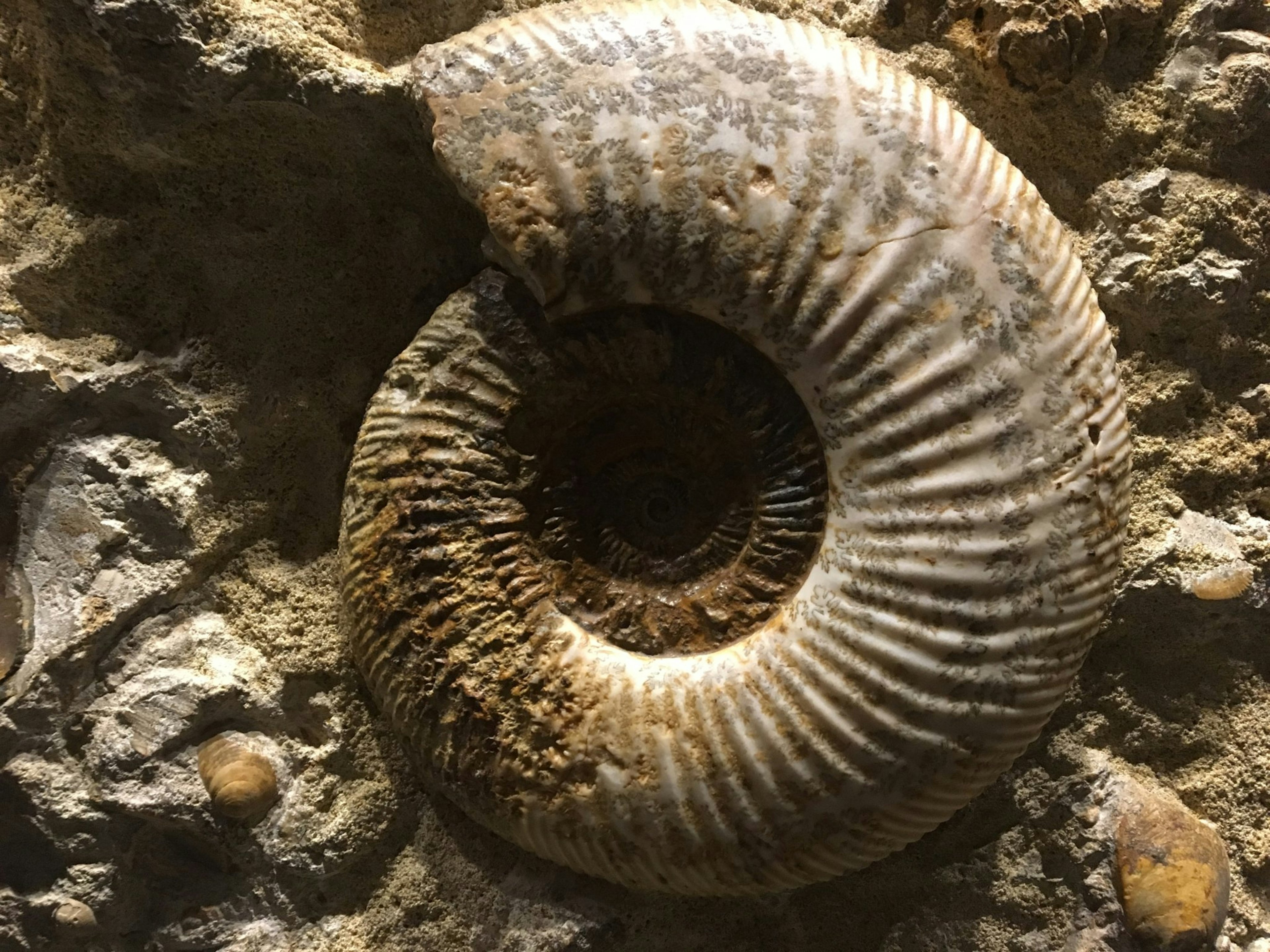 Fossile en forme de spirale encastré dans la pierre