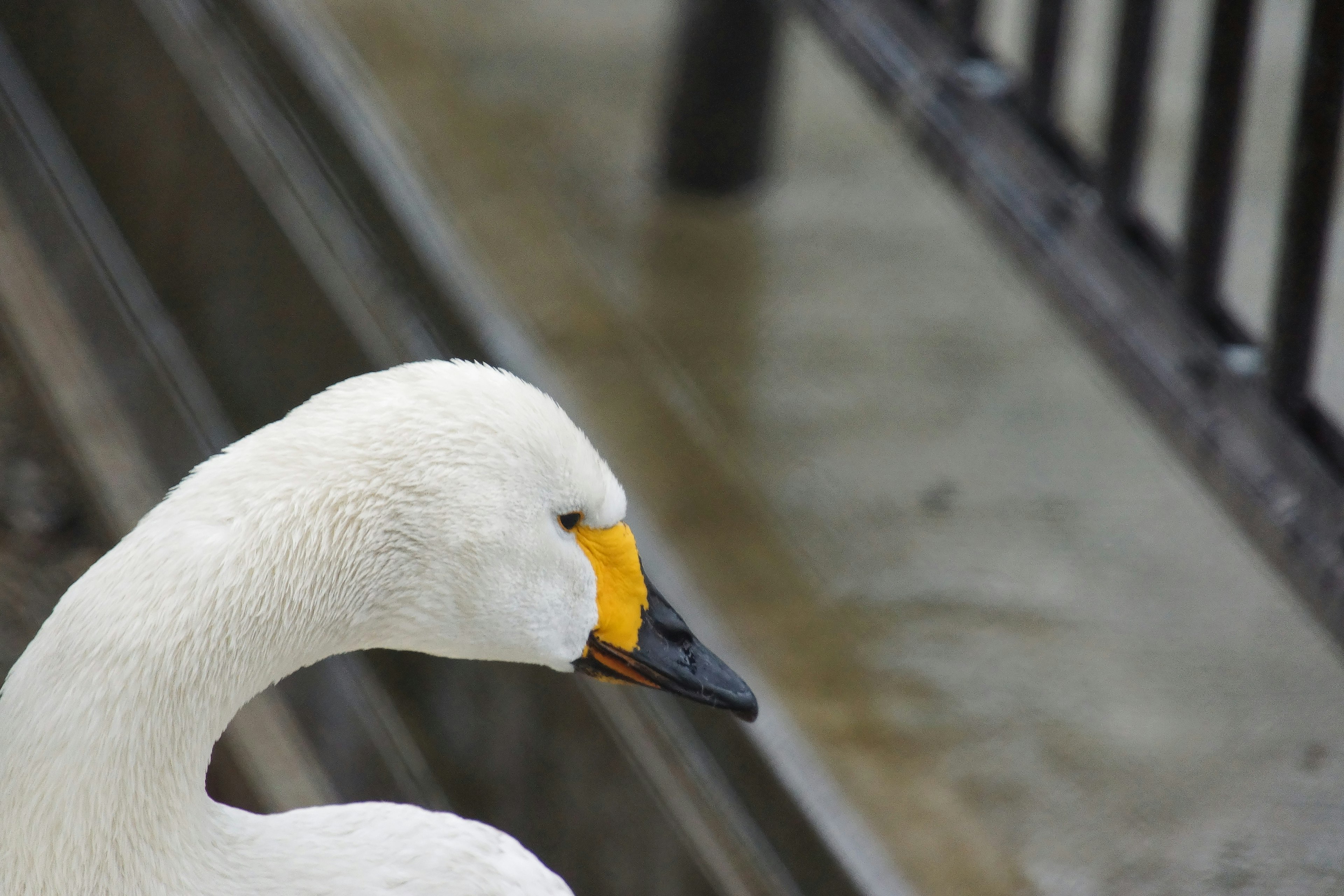 白鳥の横顔が美しく黄色いくちばしが特徴的な画像