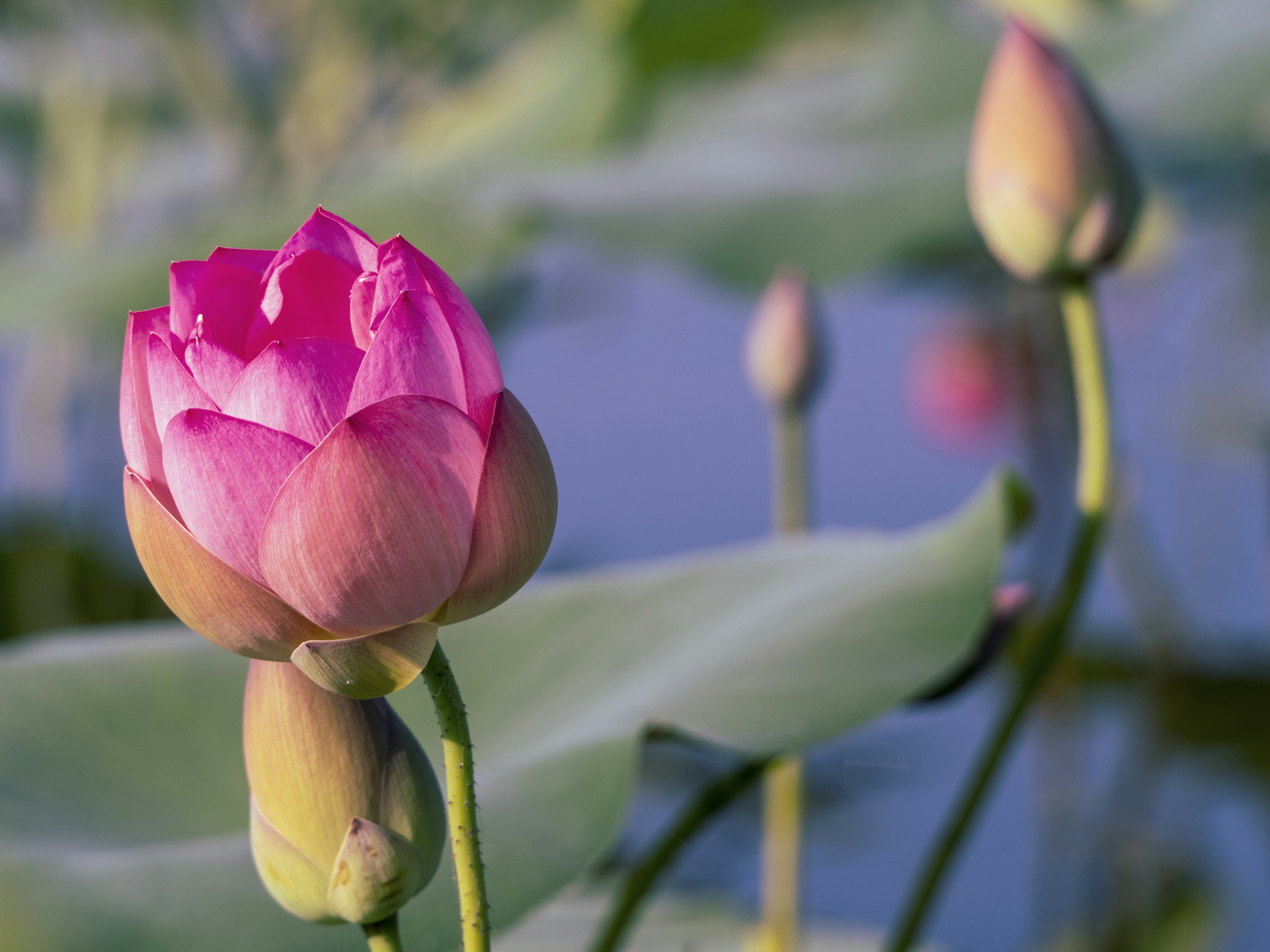 A beautiful pink lotus flower with buds floating on the water surface