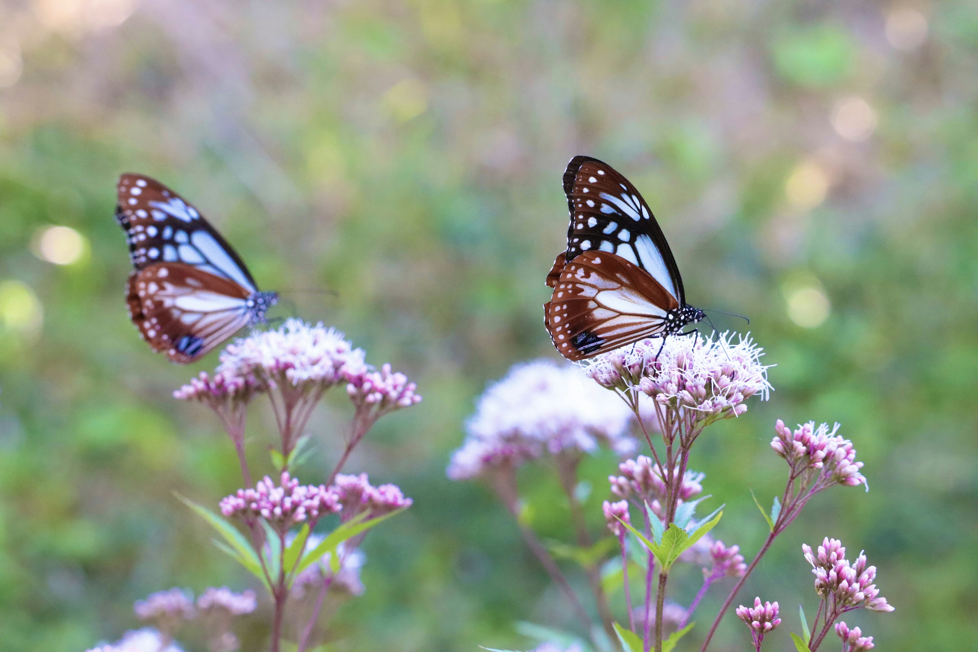 Two butterflies resting on flowers in a beautiful outdoor setting