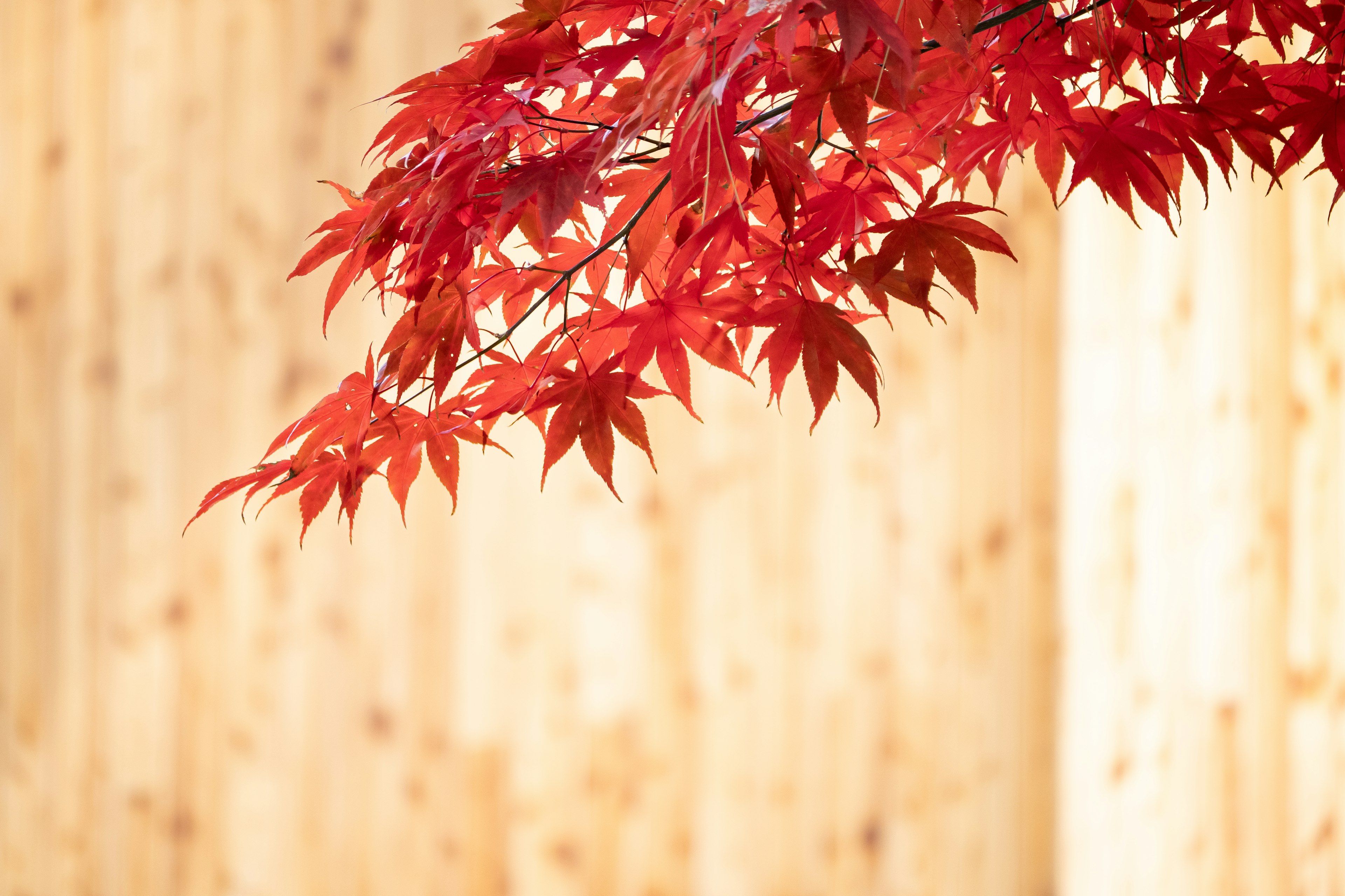 Foglie di acero rosse vibranti appese davanti a uno sfondo di legno