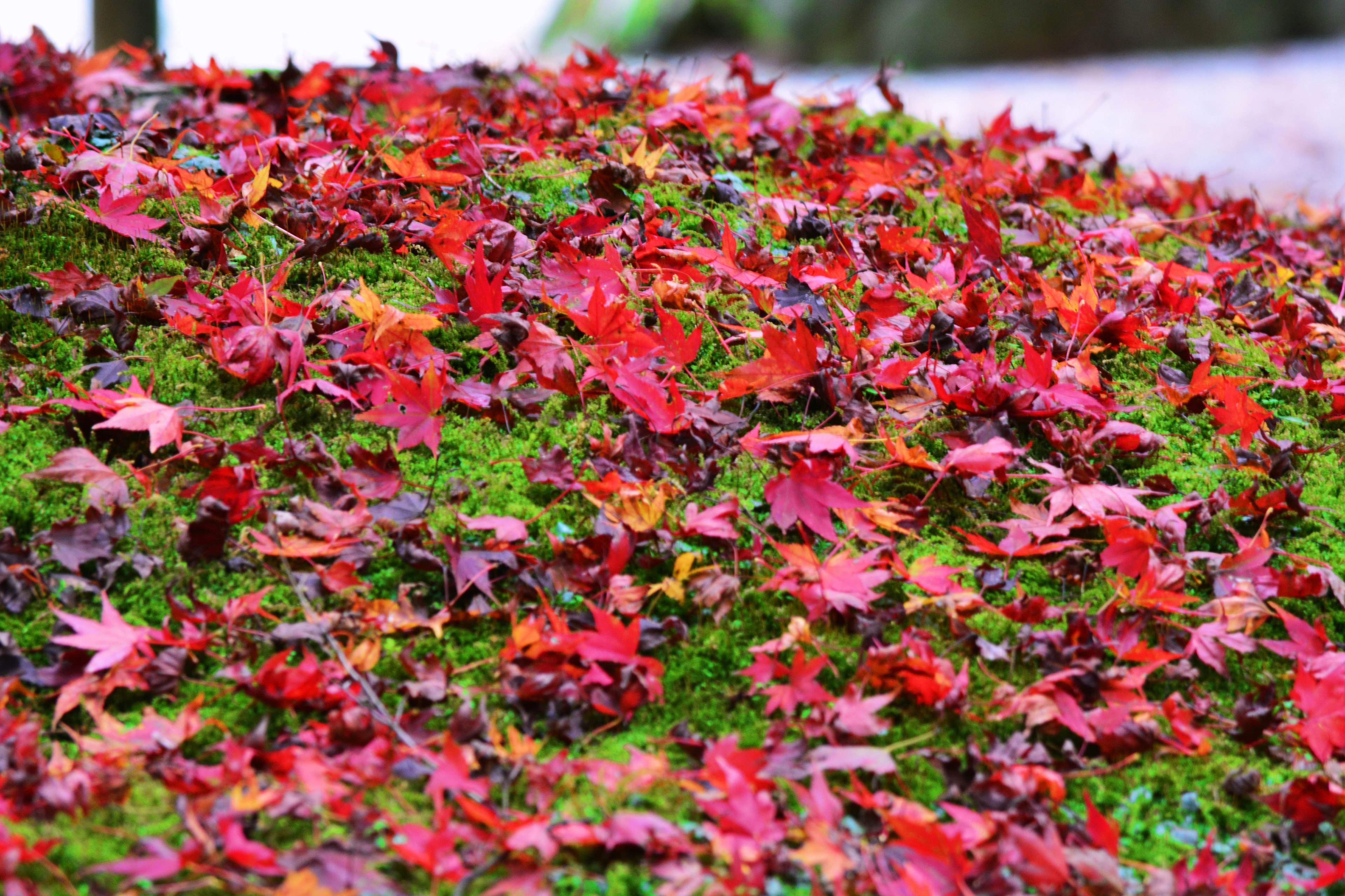 綠色地面上覆蓋著紅色葉子的風景