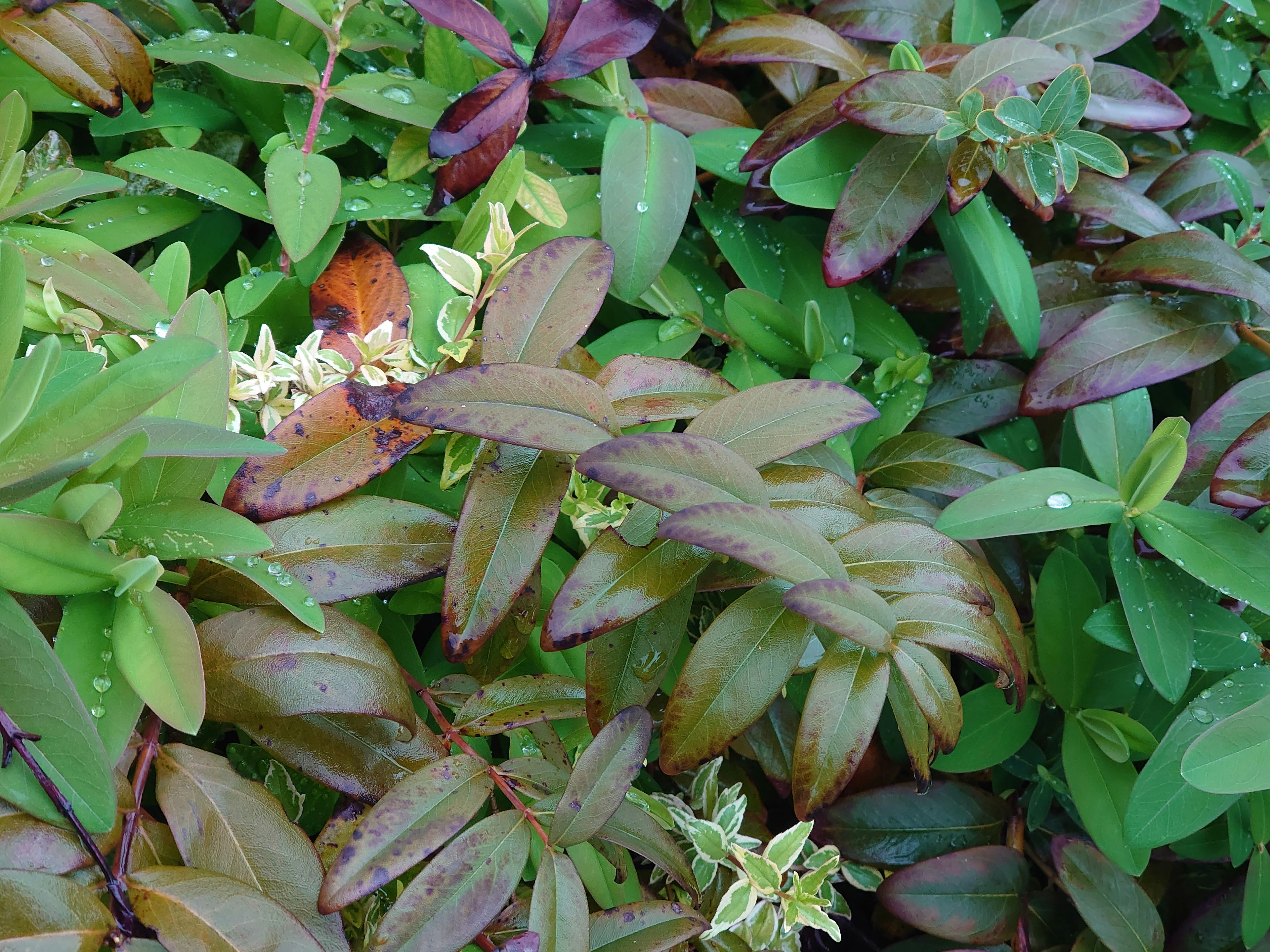 Croissance dense de plantes avec des feuilles vertes et violettes