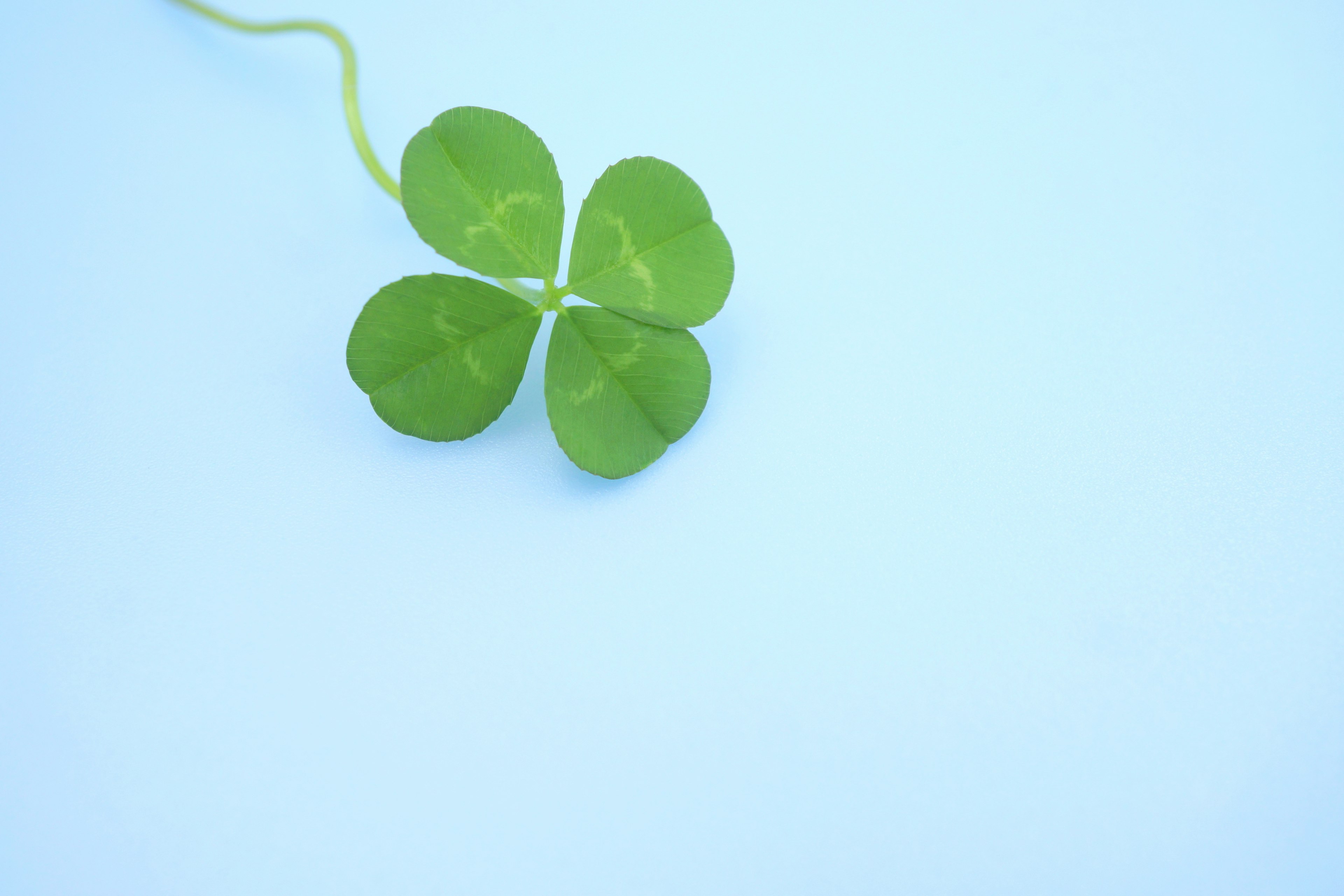 Four-leaf clover on a light blue background